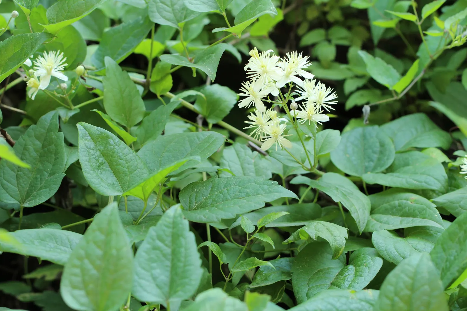 Italian Clematis (Clematis Viticella) — This deciduous perennial is native to southern Europe and thrives in USDA zones 4 through 11