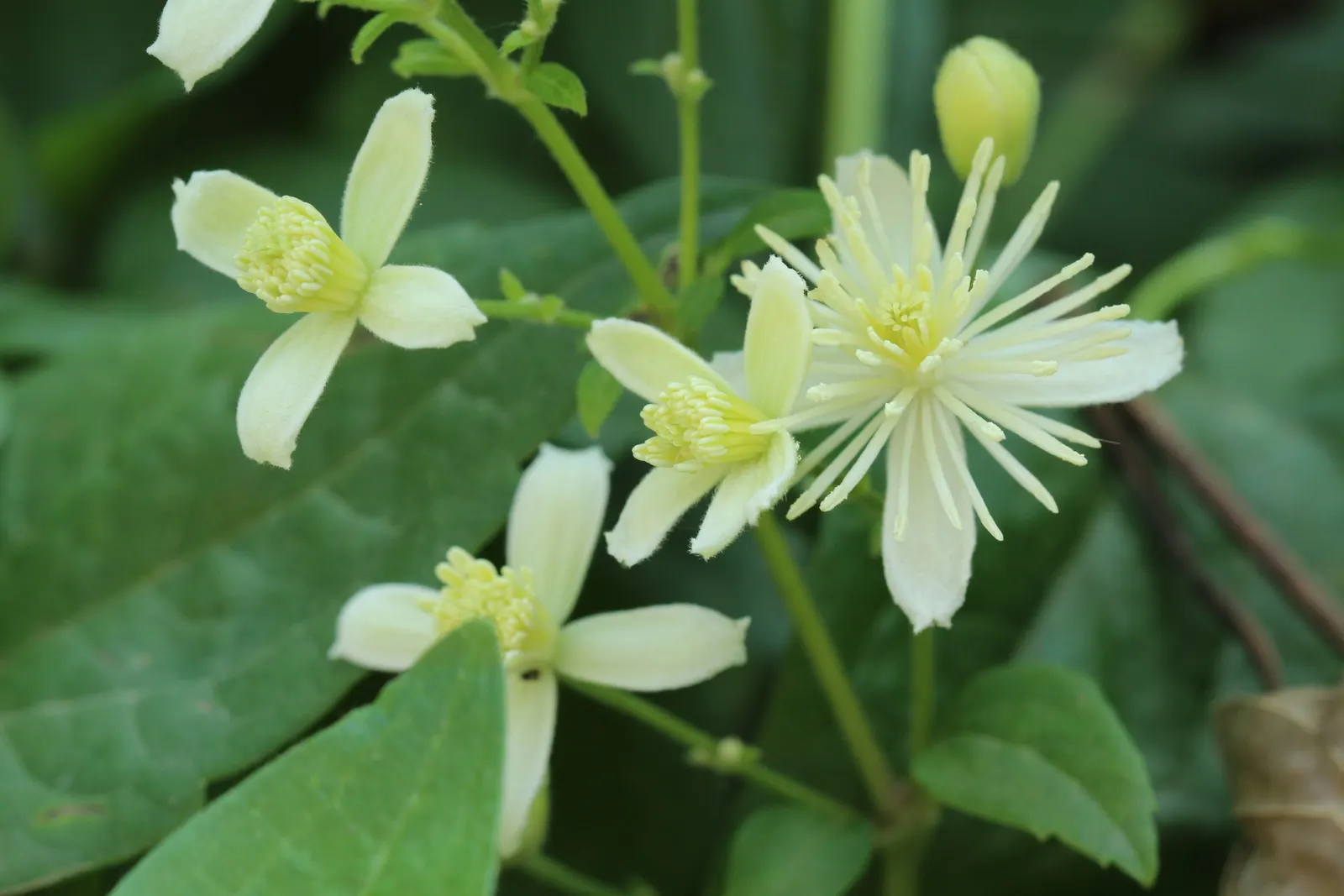 Italian Clematis (Clematis Viticella) — yet high-impact addition to any garden design