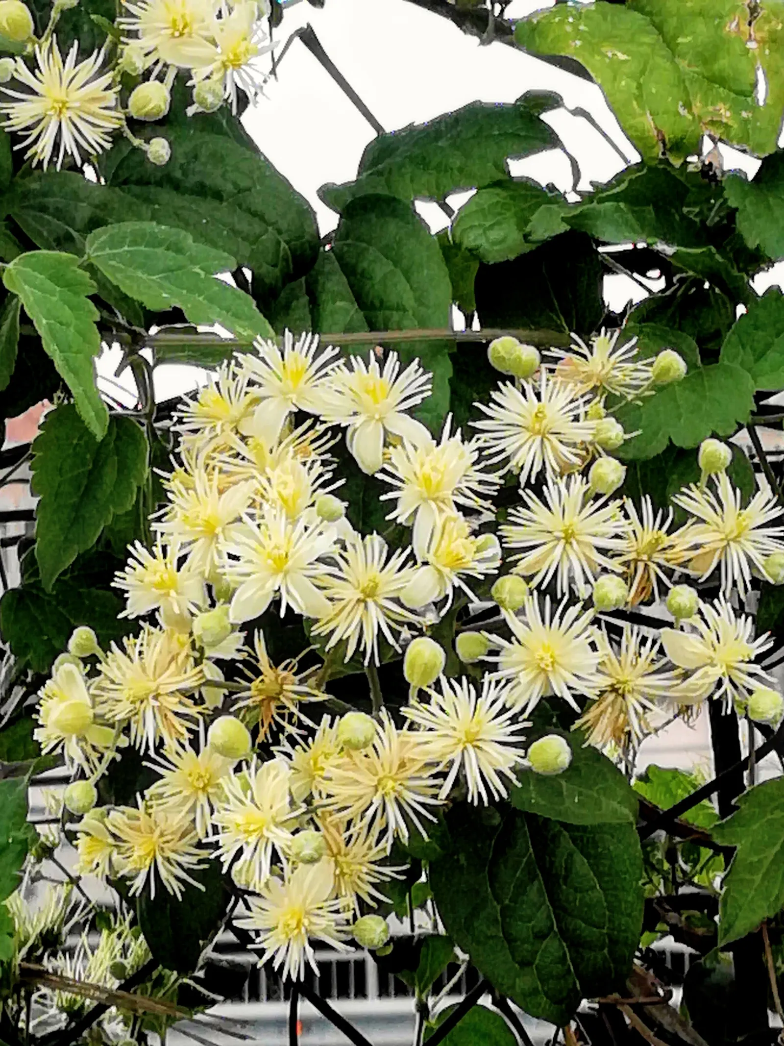 Italian Clematis (Clematis Viticella) — These flowers can be found in an array of colors; providing vertical interest, image 59