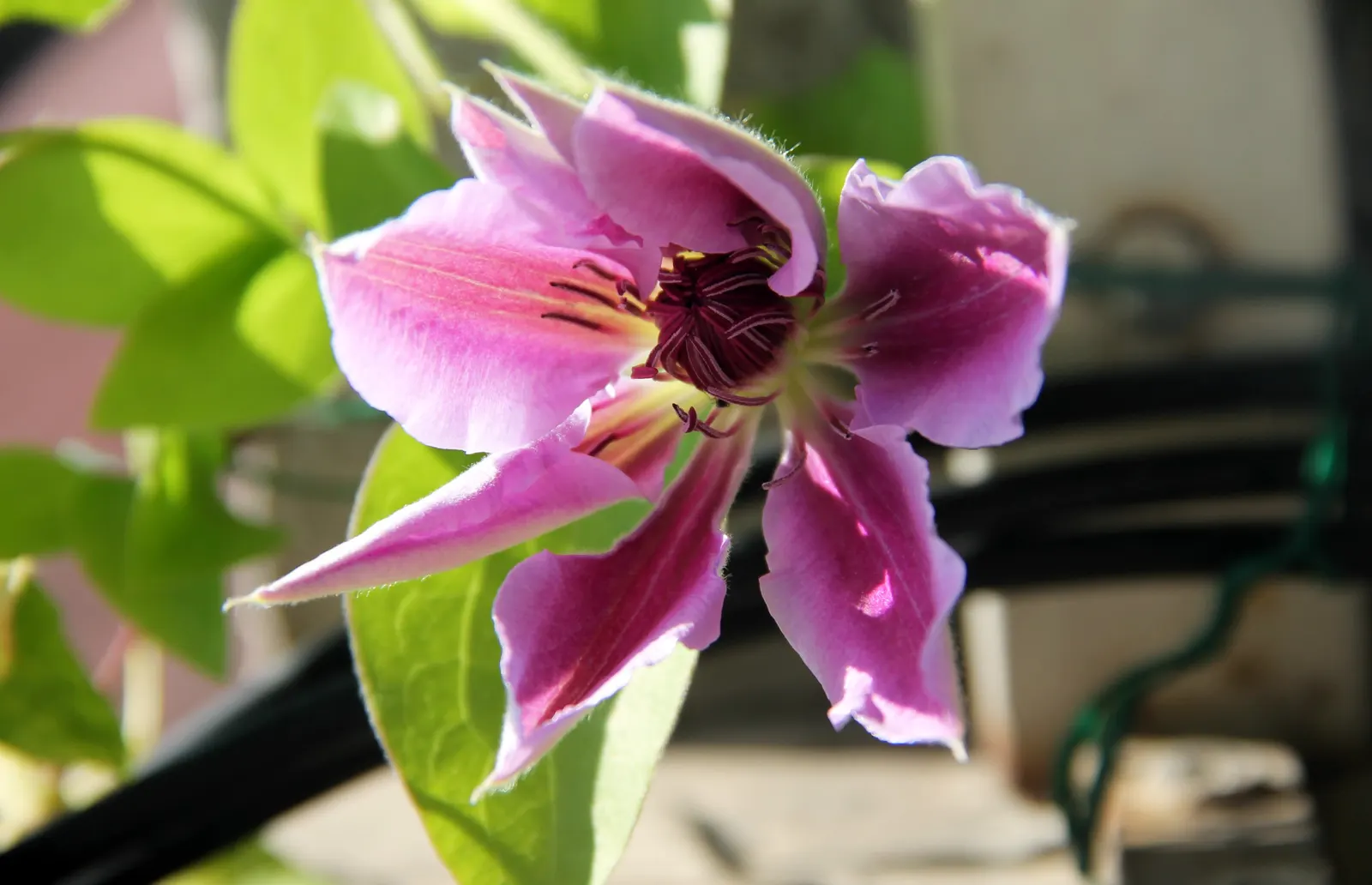 Italian Clematis (Clematis Viticella) — It can reach heights of 10-15 ft, with a spread of 3-4 ft, requiring a trellis or similar support, image 96