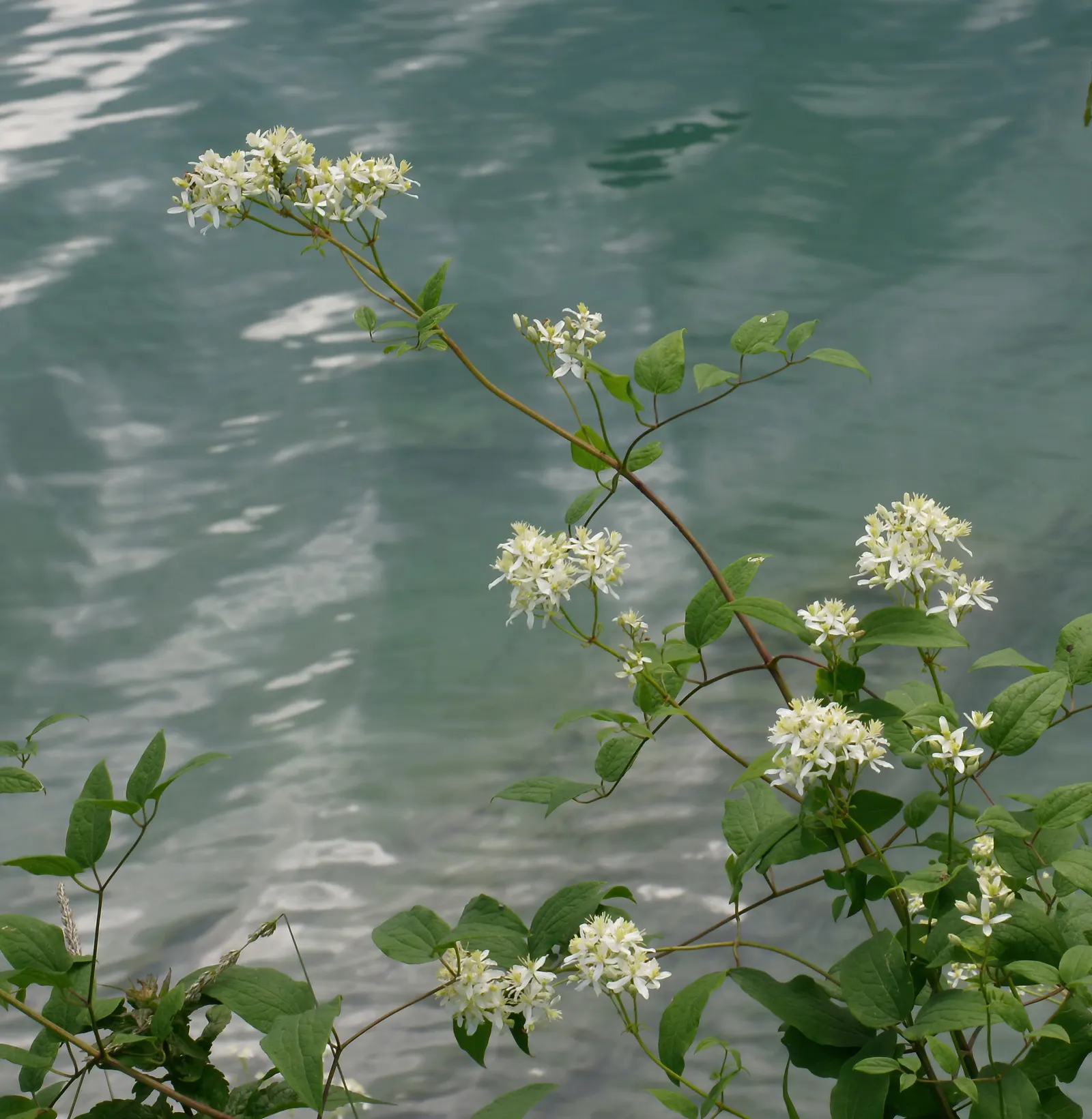 Italian Clematis (Clematis Viticella) — with its base and roots shaded or mulched to remain cool; the plant's slender stems are lined with green