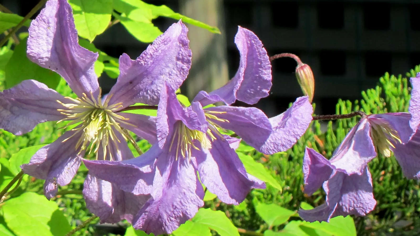 Italian Clematis (Clematis Viticella) — particularly during dry spells