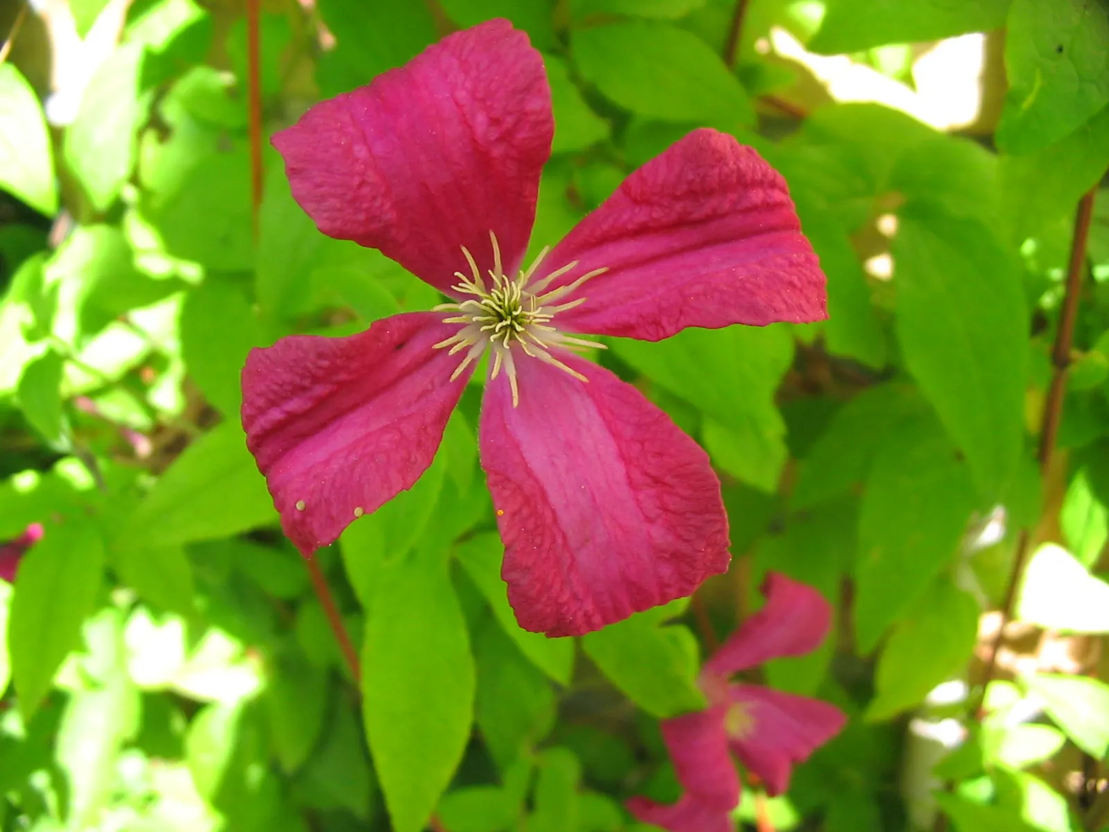 Italian Clematis (Clematis Viticella) — deciduous vine notable for its masses of bell-shaped flowers