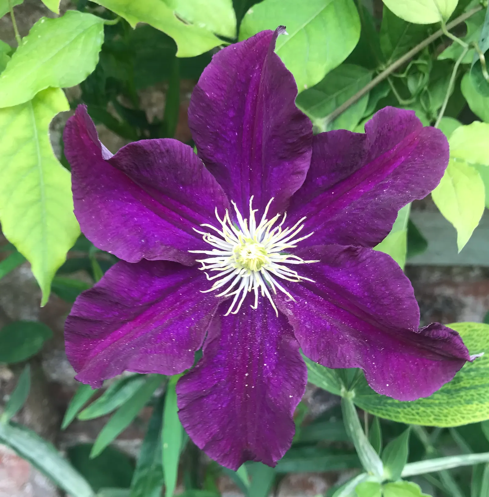 Italian Clematis (Clematis Viticella) — vine for full or half; and a romantic aesthetic that is sure to captivate any client's eye
