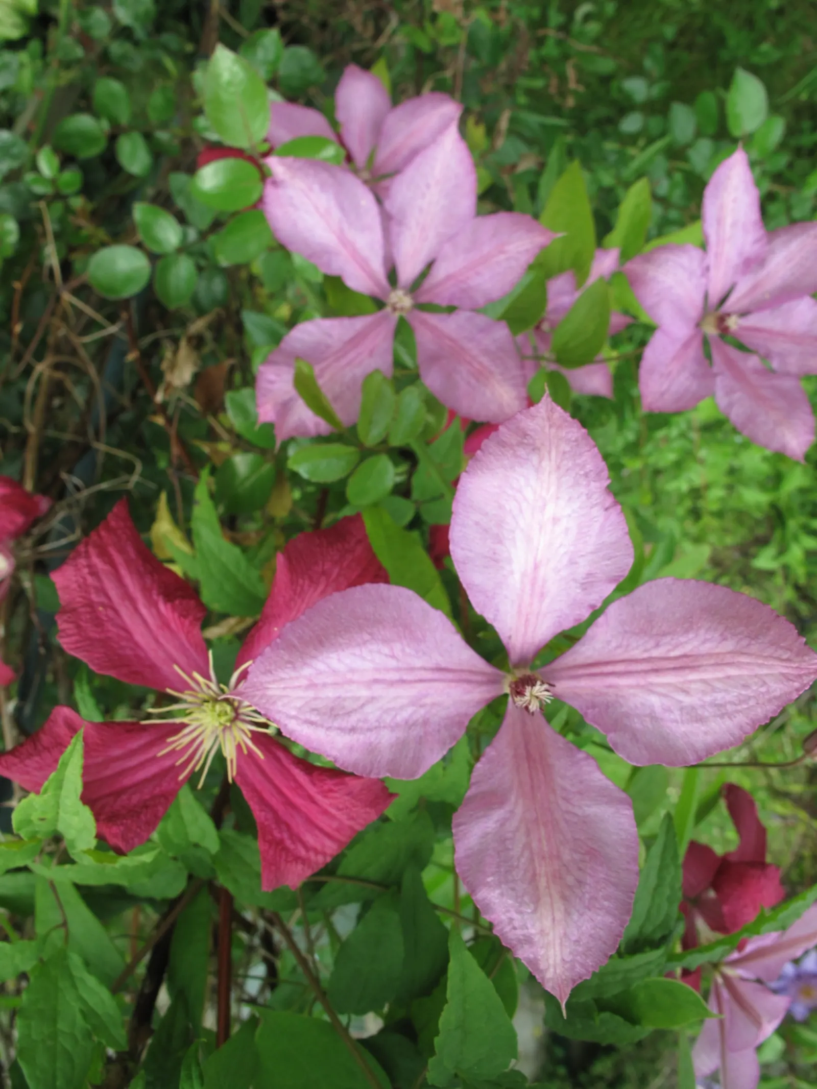 Italian Clematis (Clematis Viticella) — blooming in midsummer to early fall; yet high-impact addition to any garden design, image 49