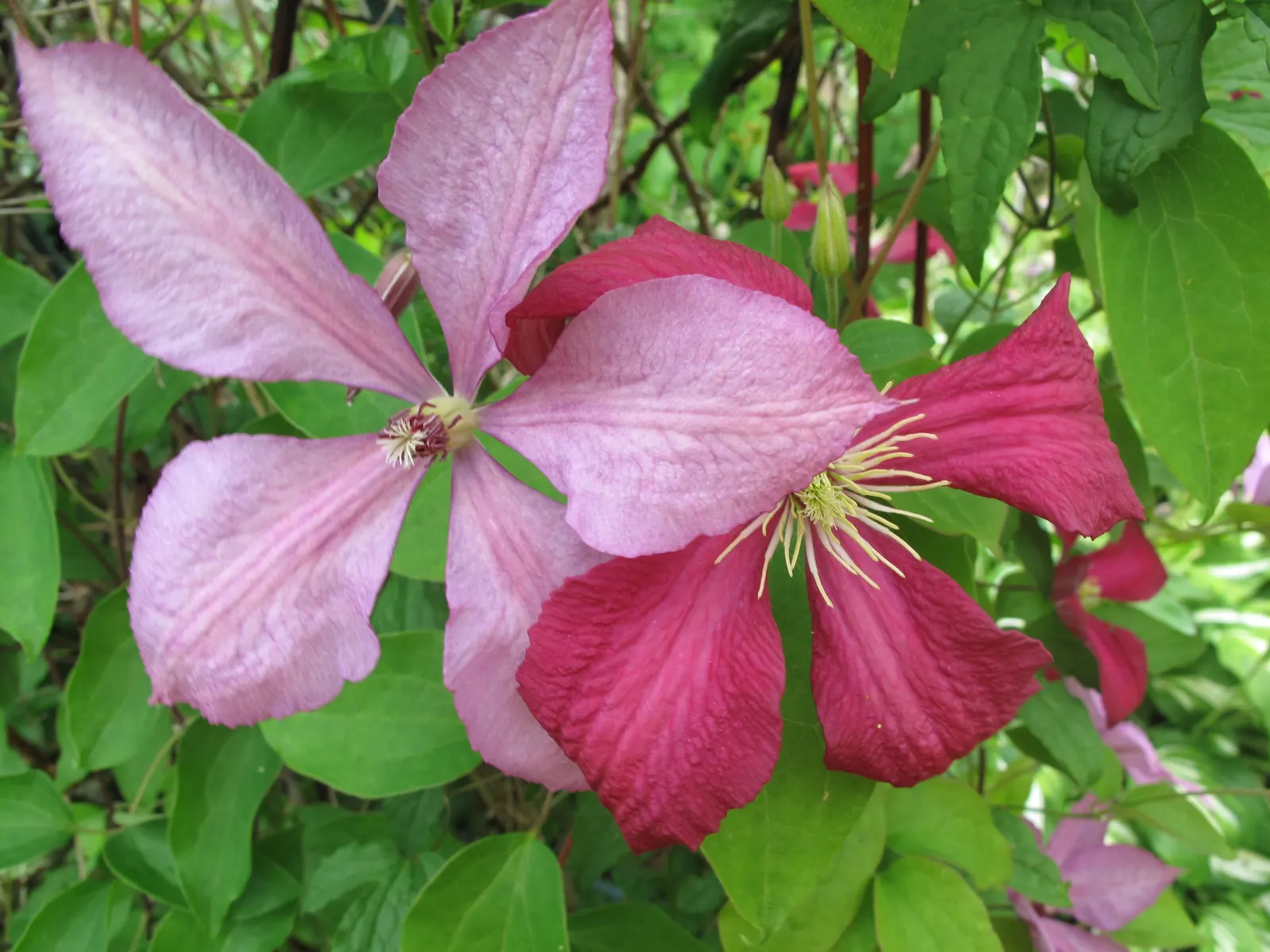 Italian Clematis (Clematis Viticella) — blooming in midsummer to early fall; yet high-impact addition to any garden design, image 72