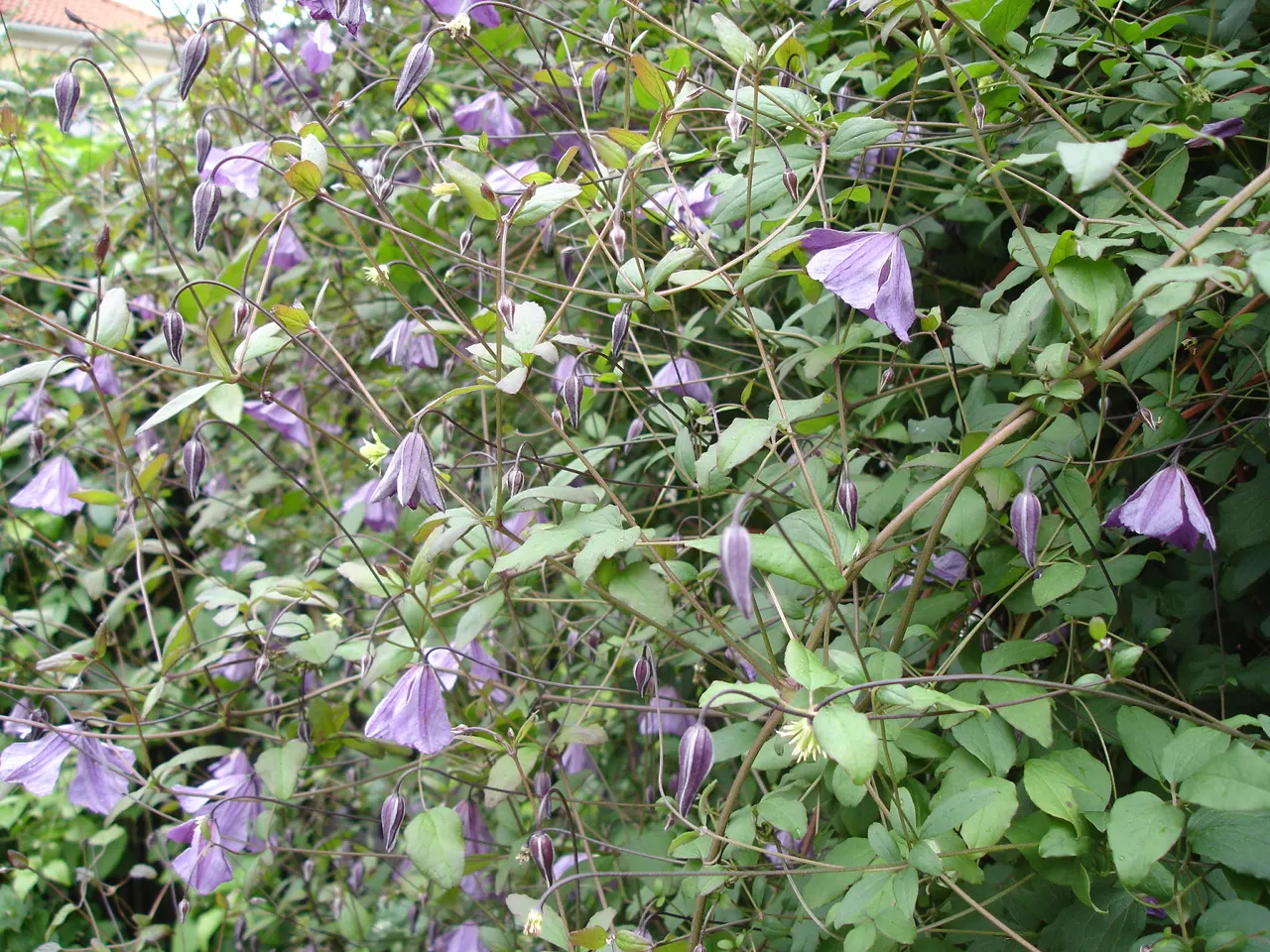 Italian Clematis (Clematis Viticella) — particularly during dry spells; deciduous vine notable for its masses of bell-shaped flowers, image 63