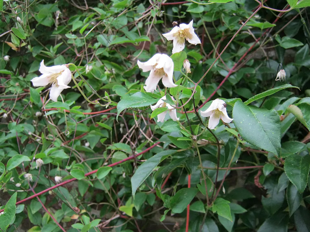 Italian Clematis (Clematis Viticella) — the Clematis viticella produces an abundance of bell-shaped flowers