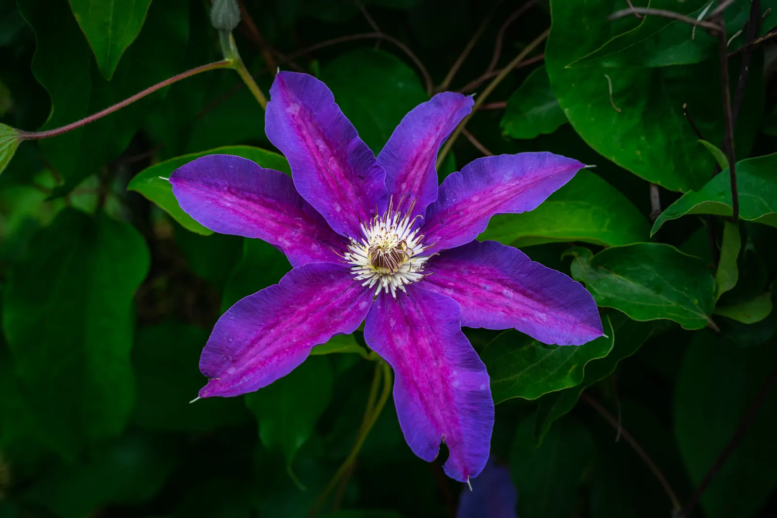 Italian Clematis (Clematis Viticella) — ensure the Italian Clematis receives a regular watering schedule; particularly during dry spells