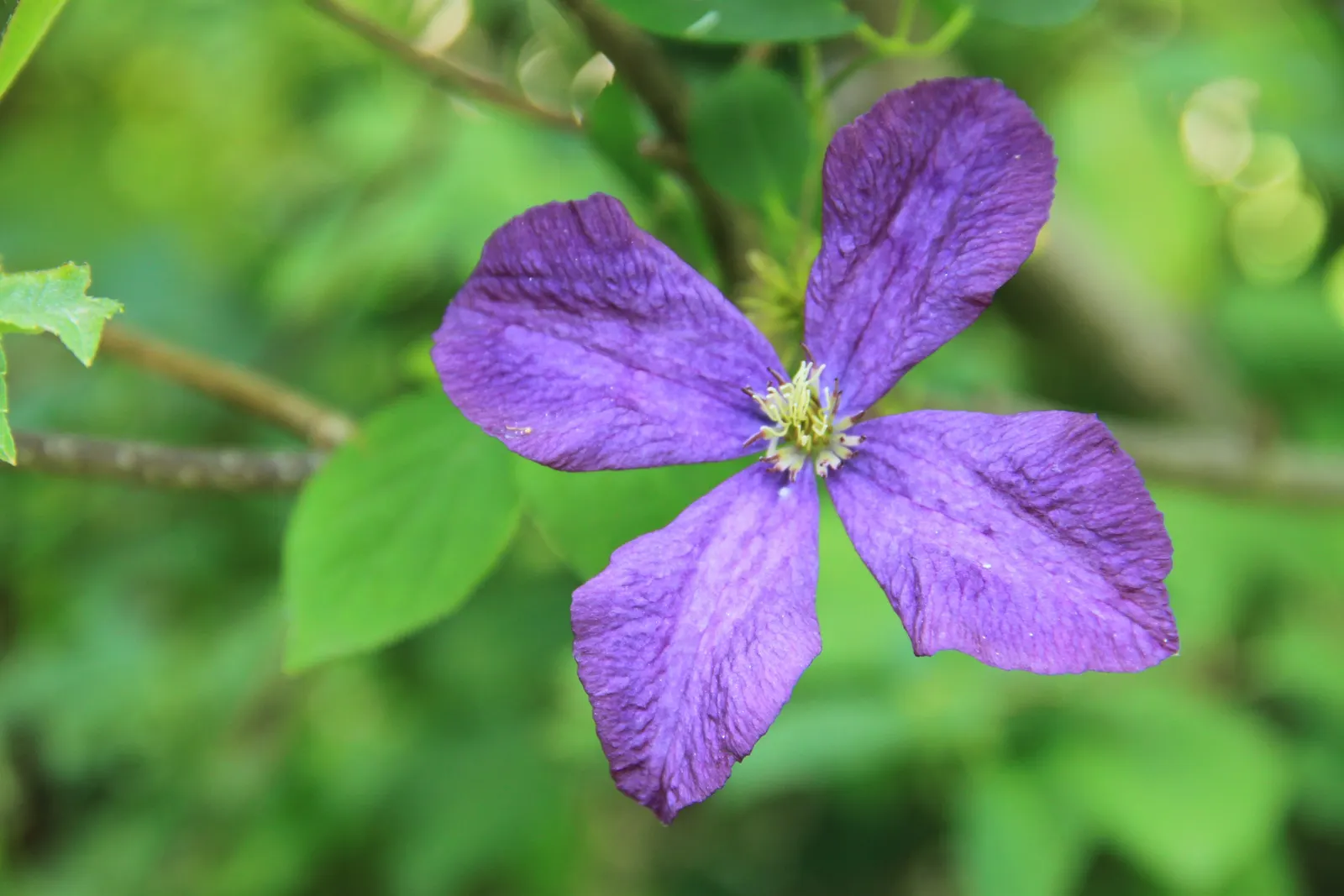 Italian Clematis (Clematis Viticella) — This deciduous perennial is native to southern Europe and thrives in USDA zones 4 through 11; is a resilient and