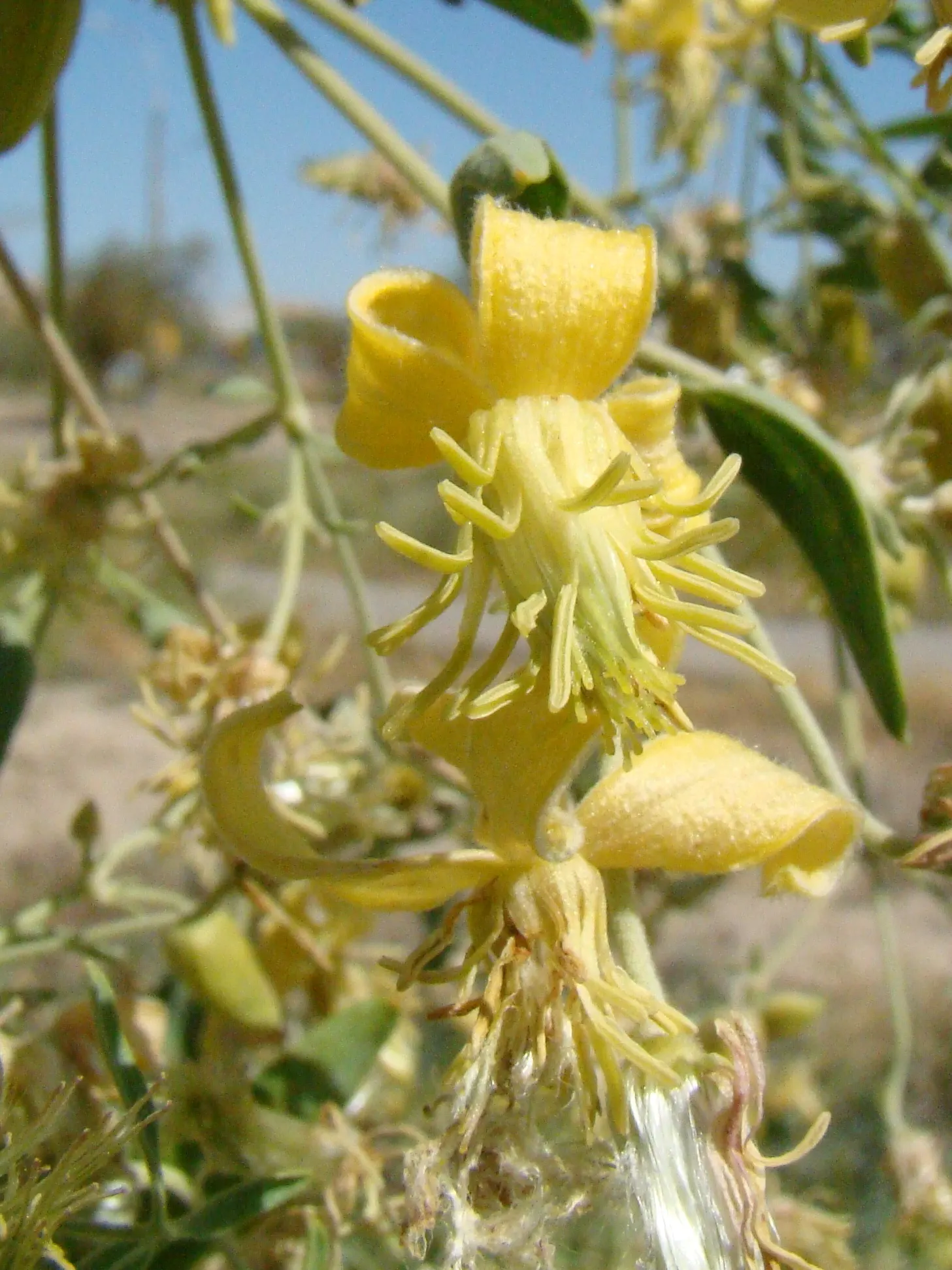 Italian Clematis (Clematis Viticella) — Pruning group 3, it is low-maintenance and disease-resistant; ensure the Italian Clematis receives a, image 98