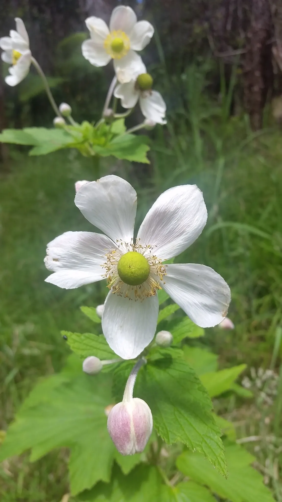 Italian Clematis (Clematis Viticella) — blue flowers in the garden; pruning group 3, it is low-maintenance and disease-resistant, image 90
