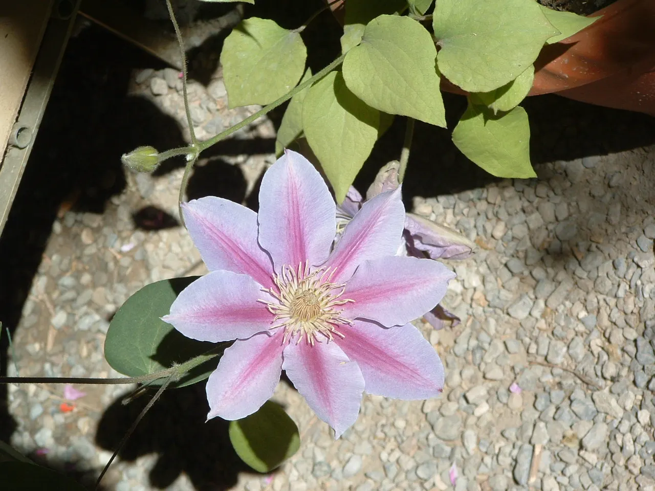 Italian Clematis (Clematis Viticella) — yet high-impact addition to any garden design; this deciduous perennial is native to southern Europe and, image 64