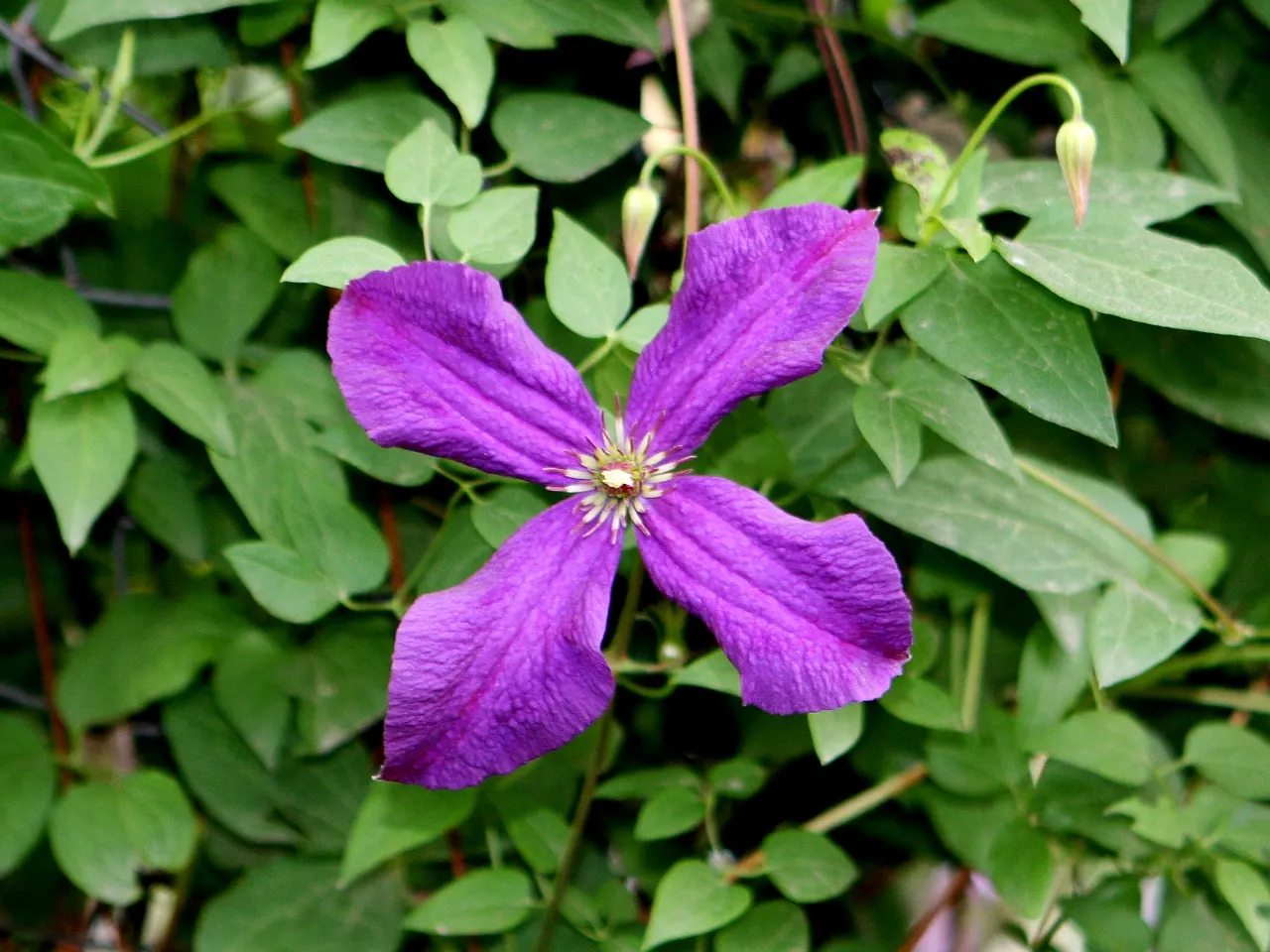 Italian Clematis (Clematis Viticella) — The plant's slender stems are lined with green; blue flowers in the garden, image 102