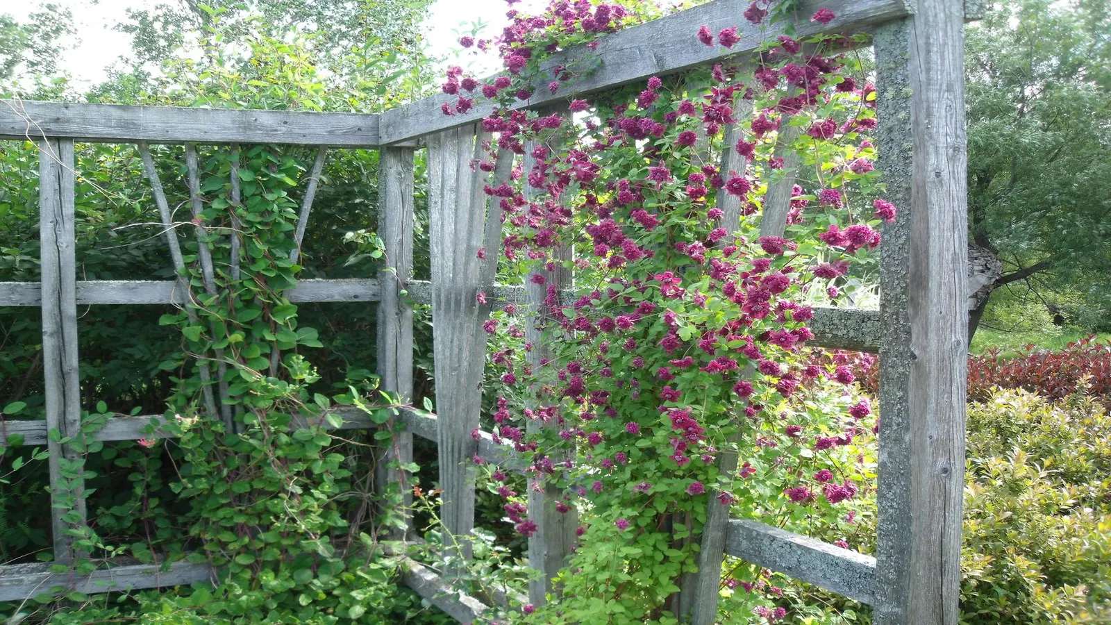 Italian Clematis (Clematis Viticella) — with its base and roots shaded or mulched to remain cool