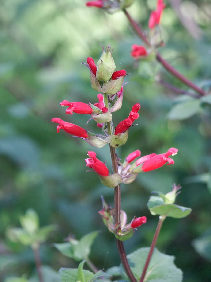Holway Sage (Salvia Holwayi) — Holway Sage (Salvia holwayi) is a perennial shrub reaching up to 4ft in height