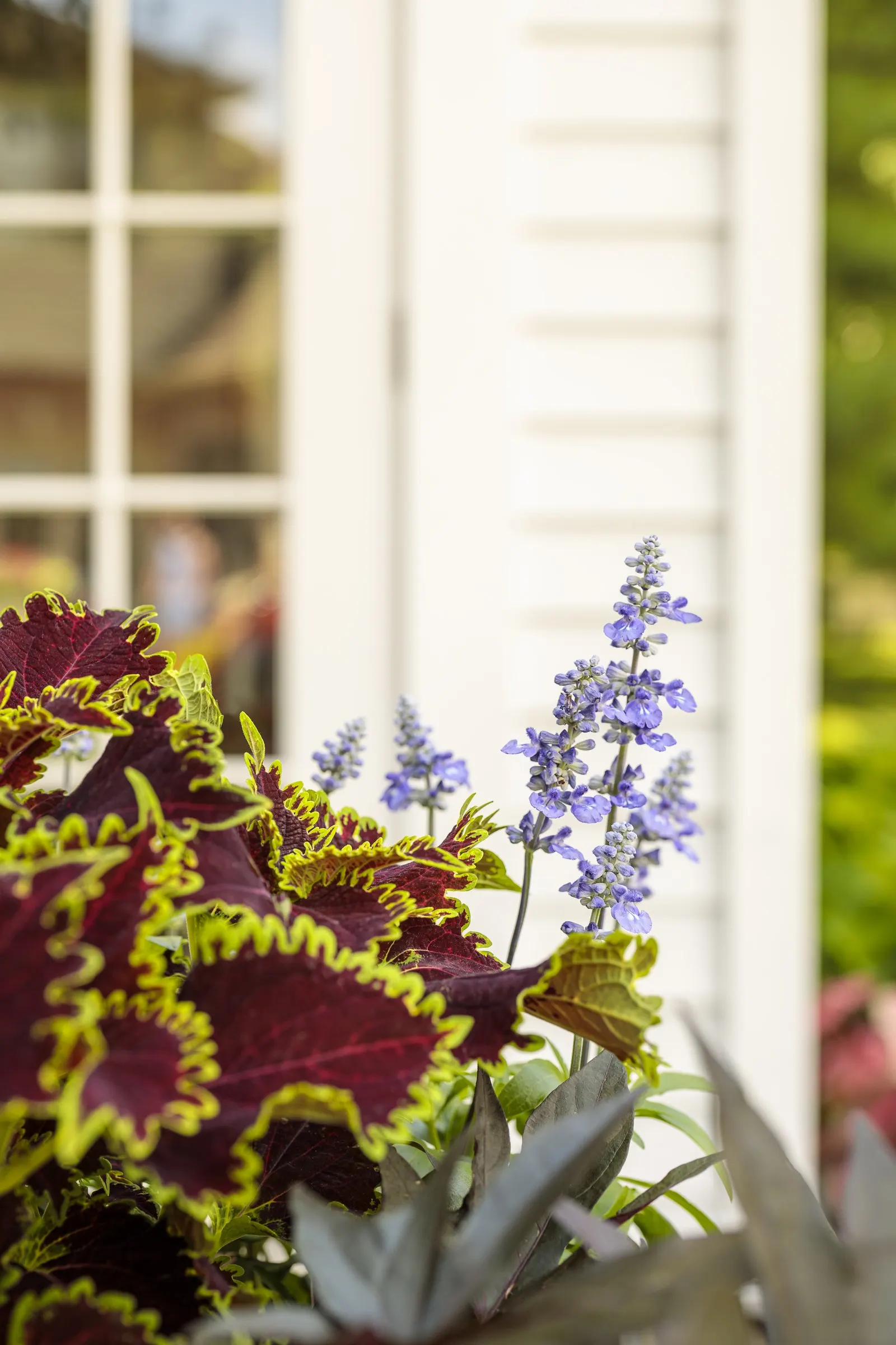Red Hawk™ II Ornamental Sweet Potato Vine (Ipomoea) — It reaches 6-16 inches tall and spreads 20-36 inches wide, making it ideal as a spiller or annual