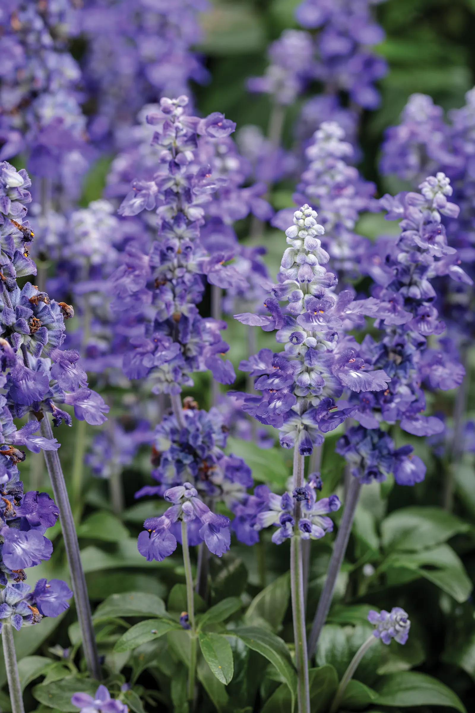 So Blue™ Mealycup Sage (Salvia farinacea) — or a rhythmic vertical element in borders and mass plantings