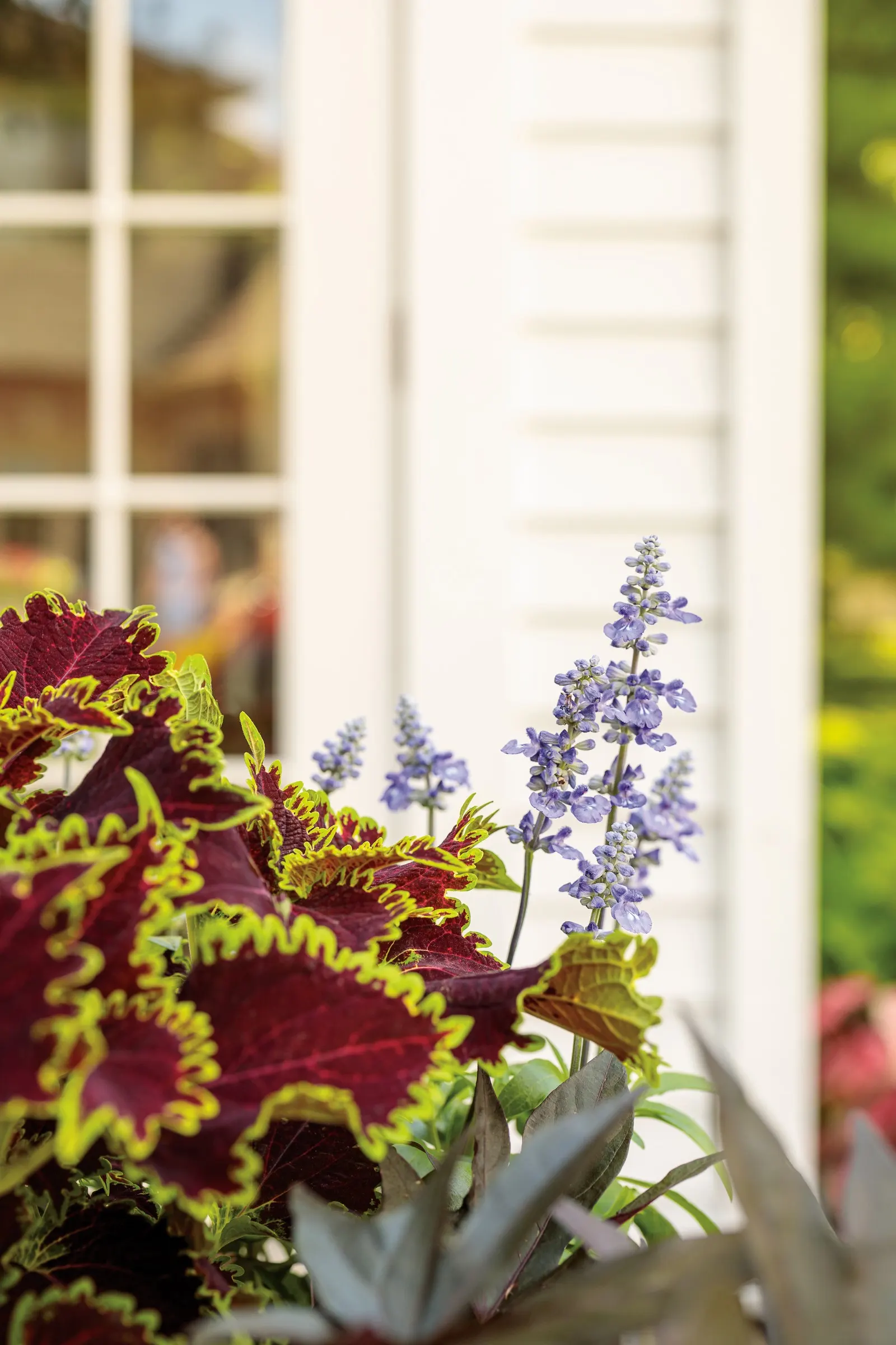 So Blue™ Mealycup Sage (Salvia farinacea) — commonly referred to as So Blue™ Mealycup Sage