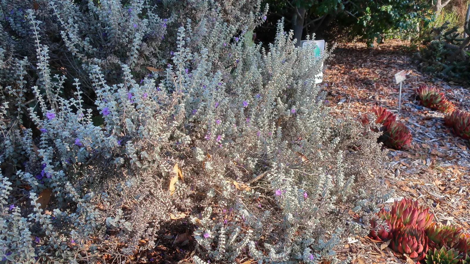 Blue Ranger (Leucophyllum Zygophyllum 'Cimarron') — Its silvery foliage and vibrant violet flowers