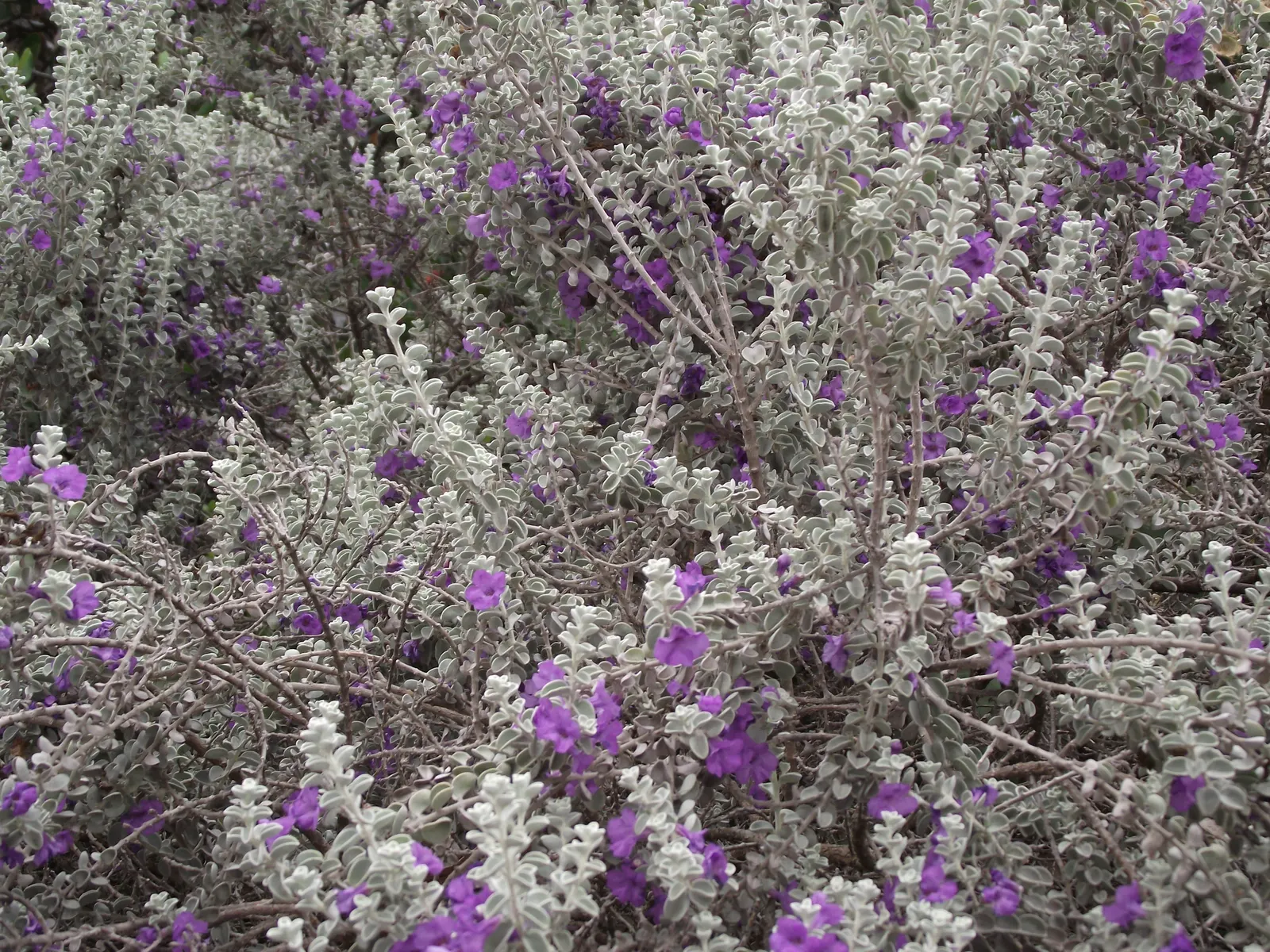 Blue Ranger (Leucophyllum Zygophyllum 'Cimarron') — The Blue Ranger, or Leucophyllum zygophyllum 'Cimarron', is a compact shrub reaching 5 feet tall and wide