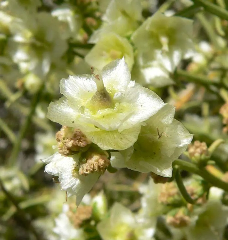 Burrobush (Ambrosia Dumosa) — commonly referred to as the Burrobush; shrub with red and yellow blooms