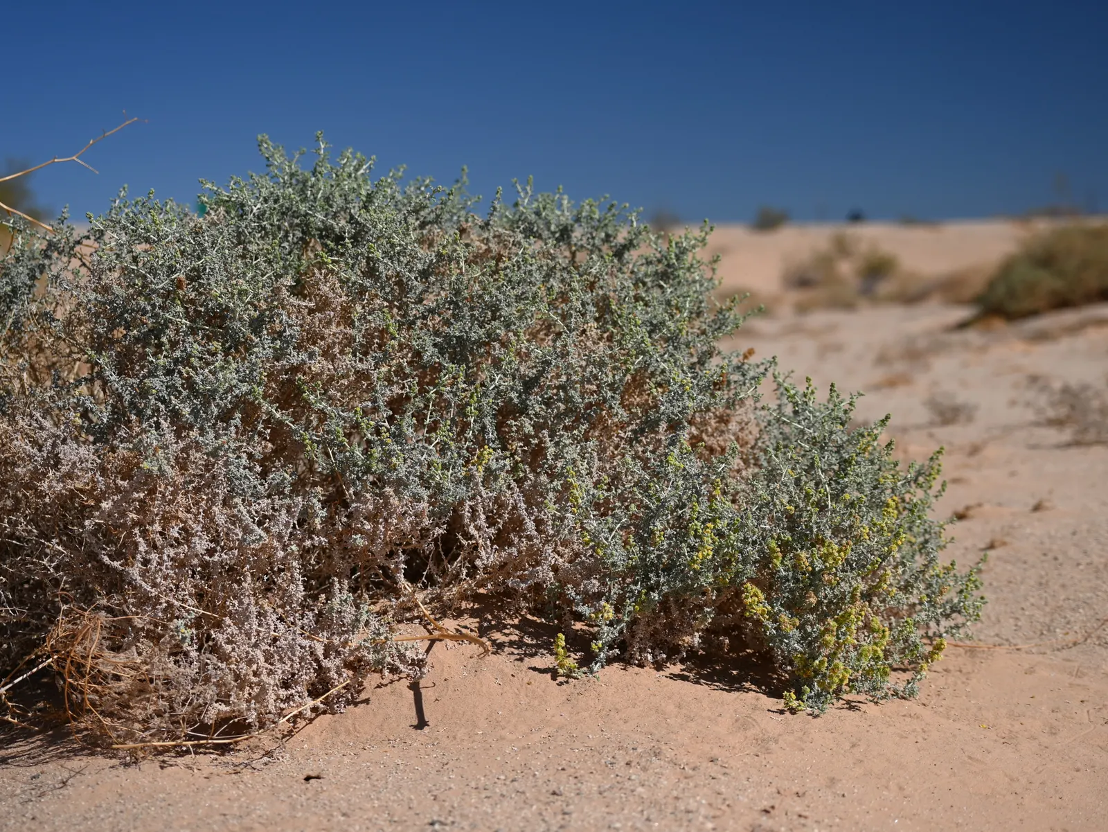 Burrobush (Ambrosia Dumosa) — the plant is also known for its allergy-friendly properties; the Burrobush presents an airy