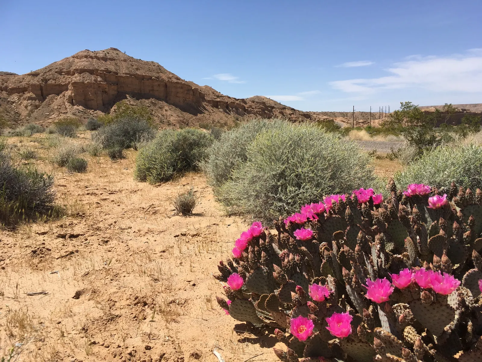 Burrobush (Ambrosia Dumosa) — It's highly adapted to desert climes, requiring minimal water post-establishment; red and yellow flowers in the garden, image 43