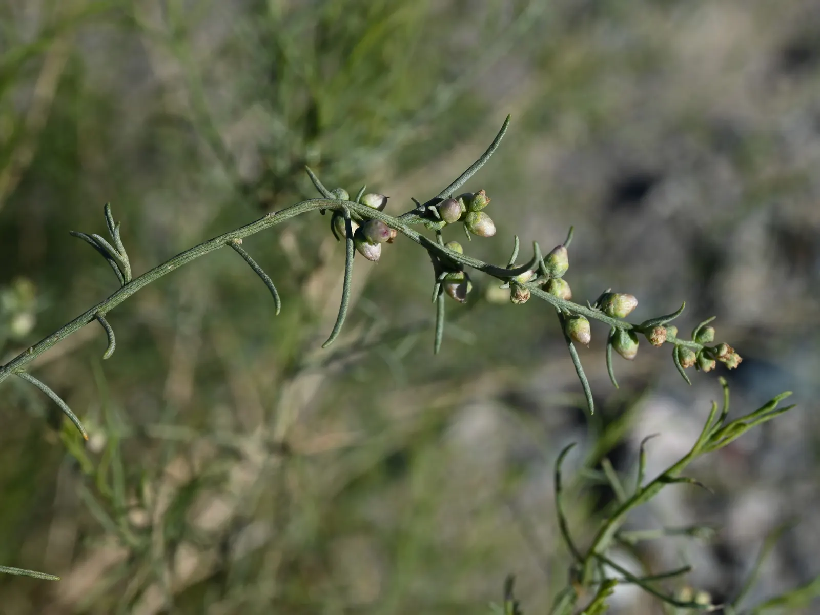 Burrobush (Ambrosia Dumosa) — This deciduous shrub features fine, gray-green foliage with inconspicuous blooms; it blooms from early spring to late summer