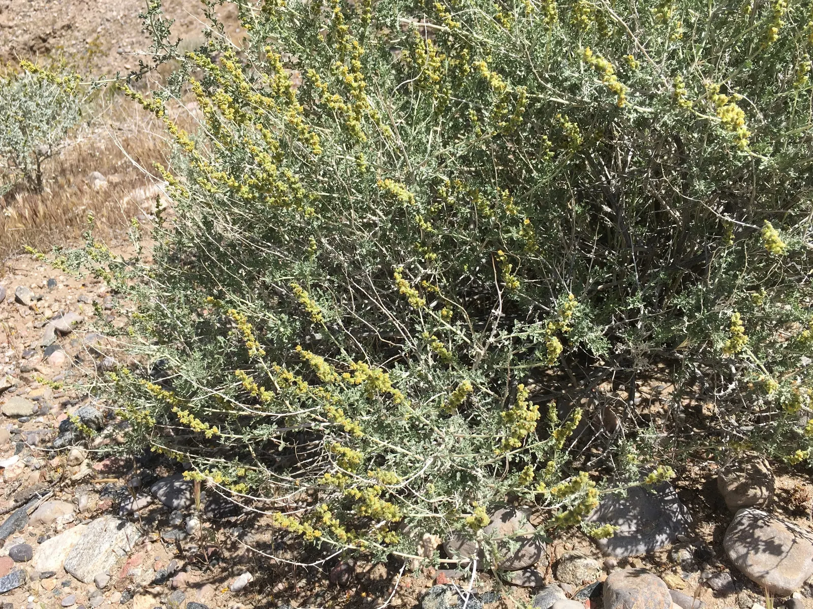 Burrobush (Ambrosia Dumosa) — This deciduous shrub features fine, gray-green foliage with inconspicuous blooms; it blooms from early spring to late, image 42