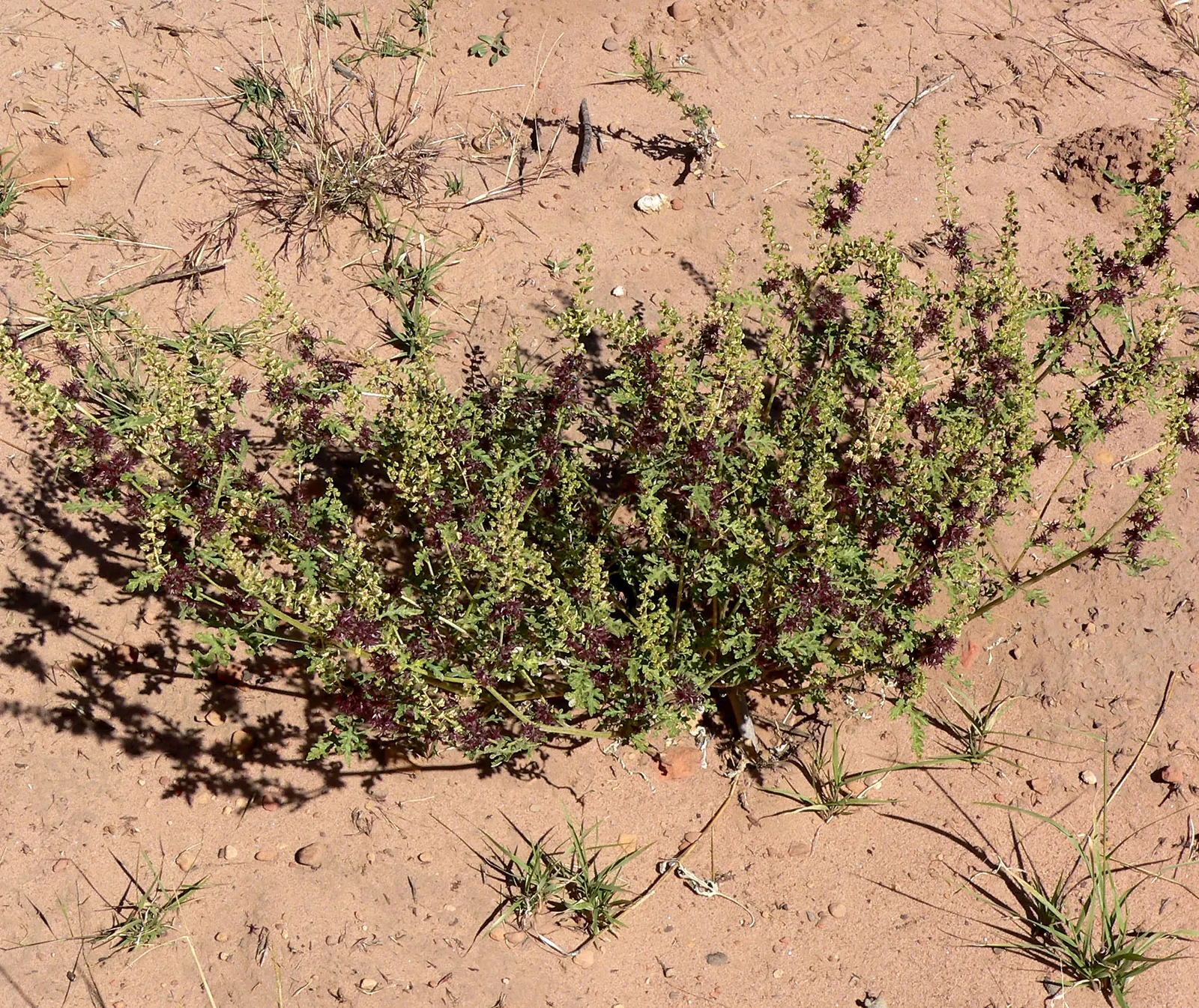 Burrobush (Ambrosia Dumosa) — It's highly adapted to desert climes, requiring minimal water post-establishment