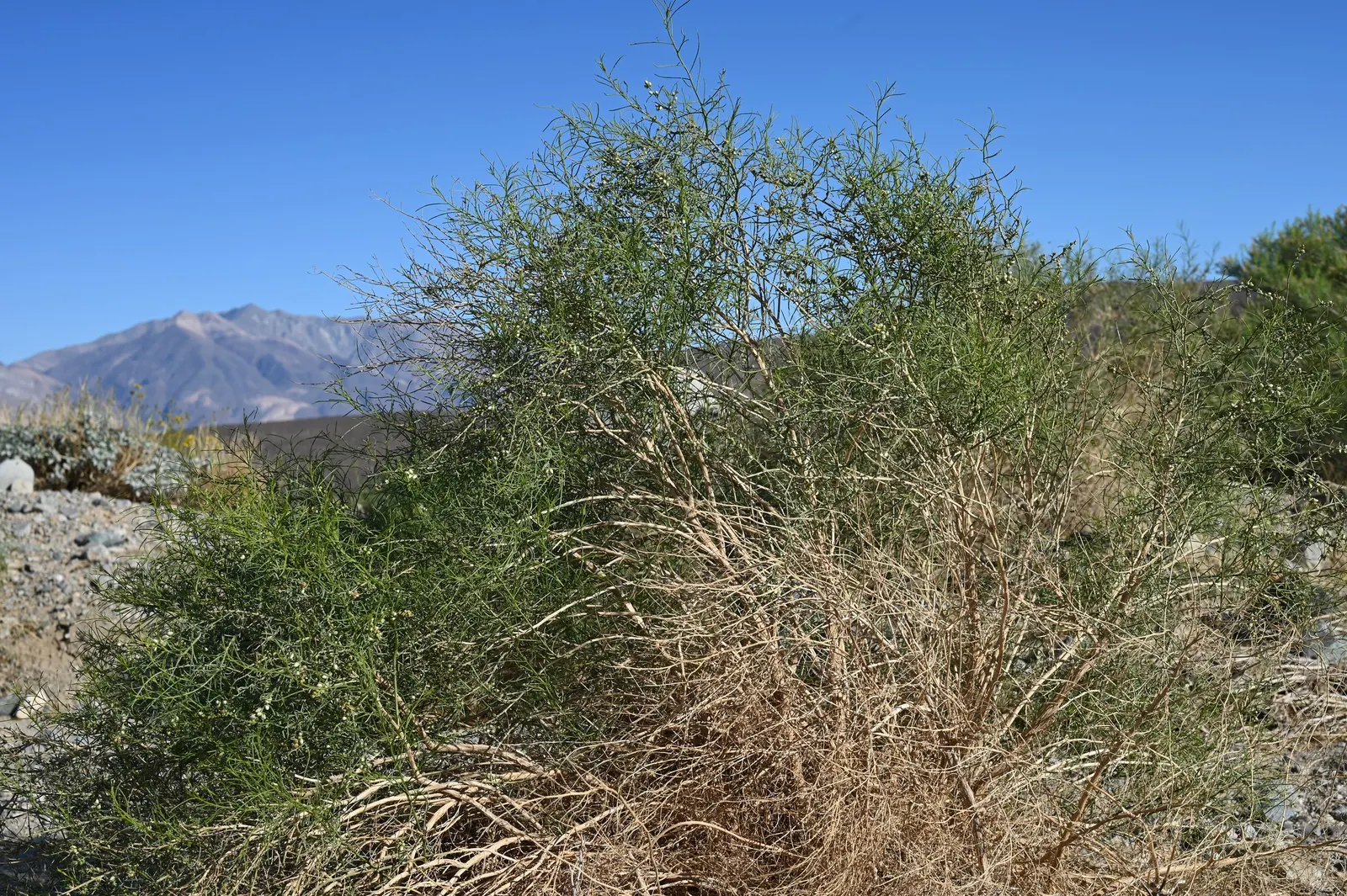 Burrobush (Ambrosia Dumosa) — it's critical to situate the Burrobush in an environment with full sunlight and well-drained soil