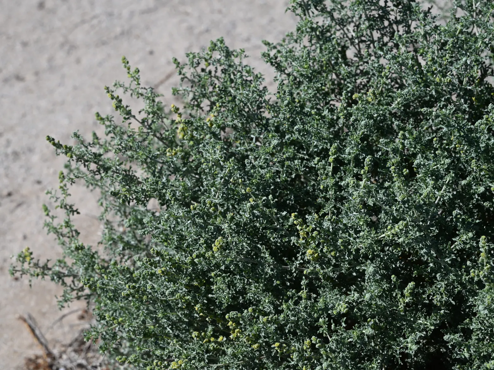 Burrobush (Ambrosia Dumosa) — the Burrobush presents an airy; shrub for full