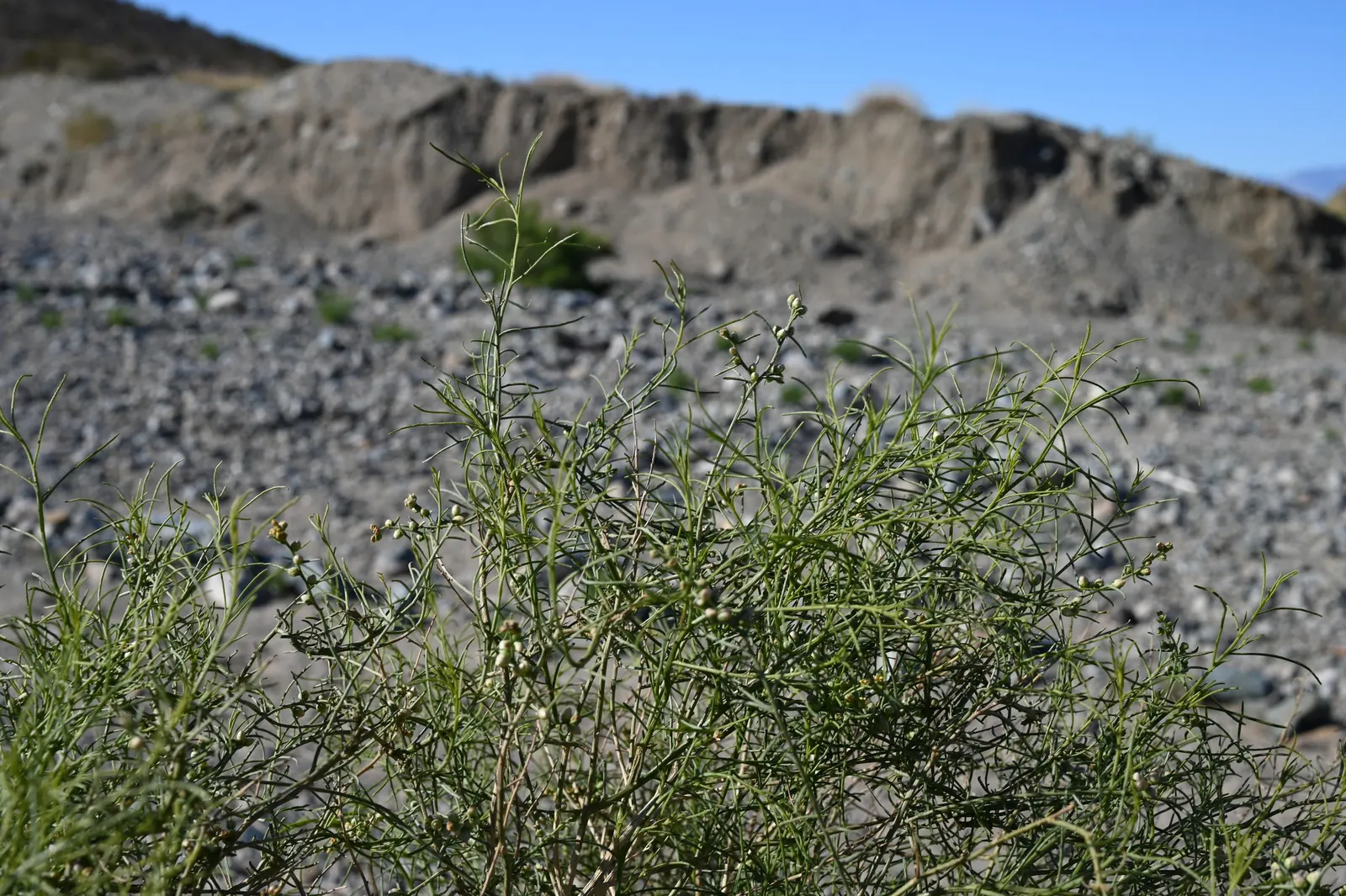 Burrobush (Ambrosia Dumosa) — as it produces little to no airborne pollen