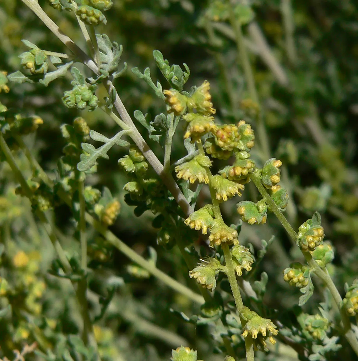 Burrobush (Ambrosia Dumosa) — shrub with red and yellow blooms