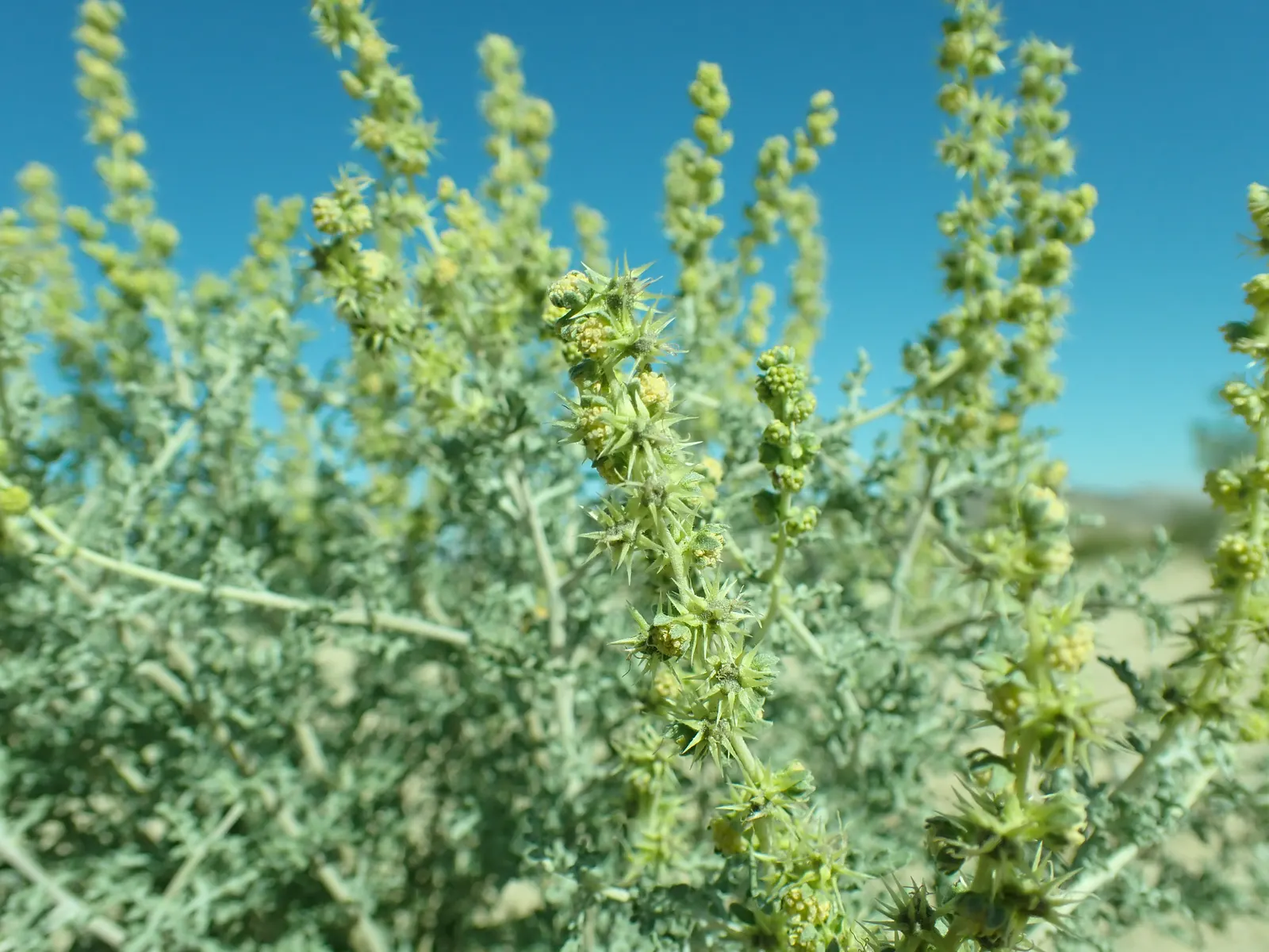 Burrobush (Ambrosia Dumosa) — commonly referred to as the Burrobush