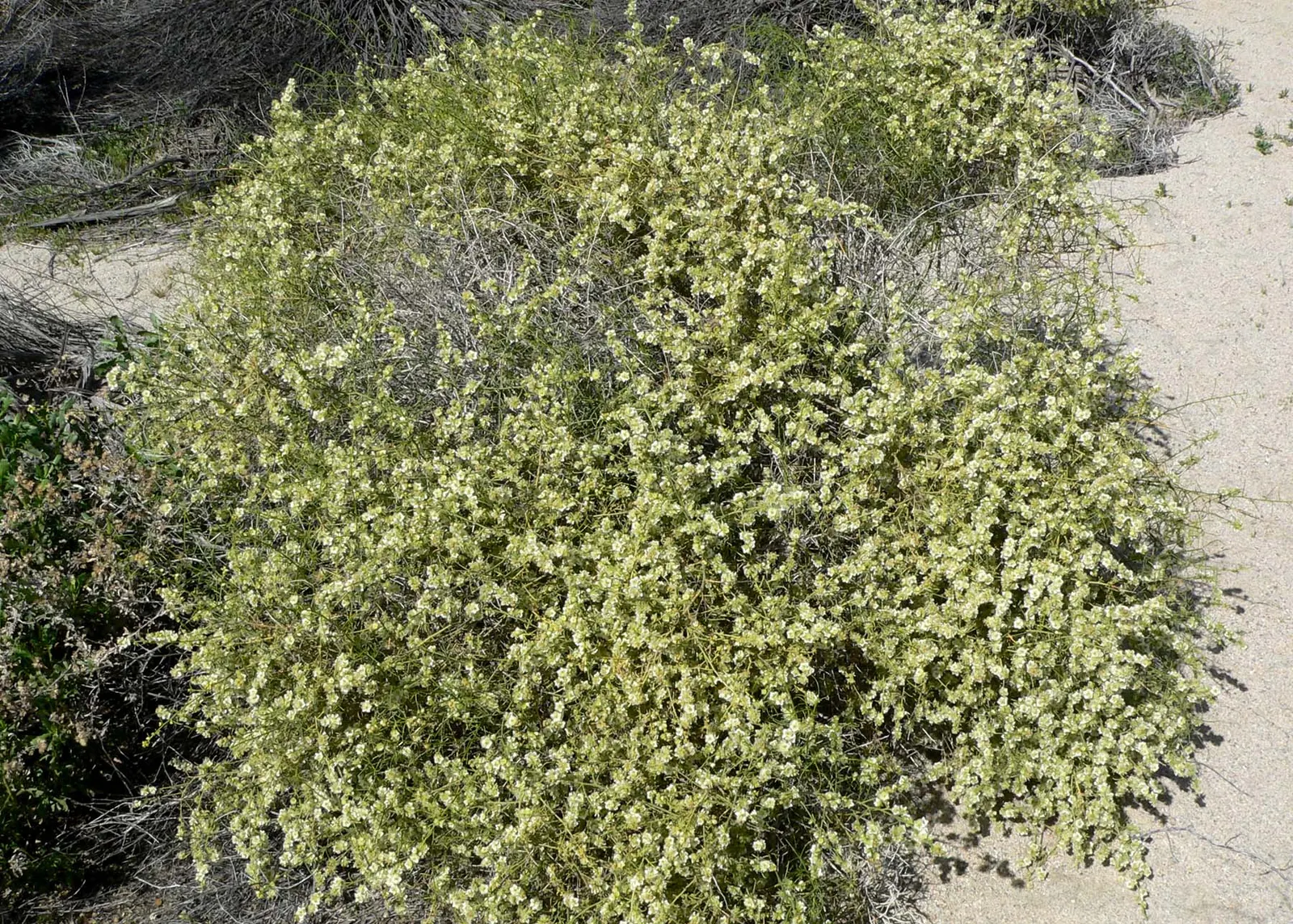 Burrobush (Ambrosia Dumosa) — it's critical to situate the Burrobush in an environment with full sunlight and well-drained soil; yet visually appealing