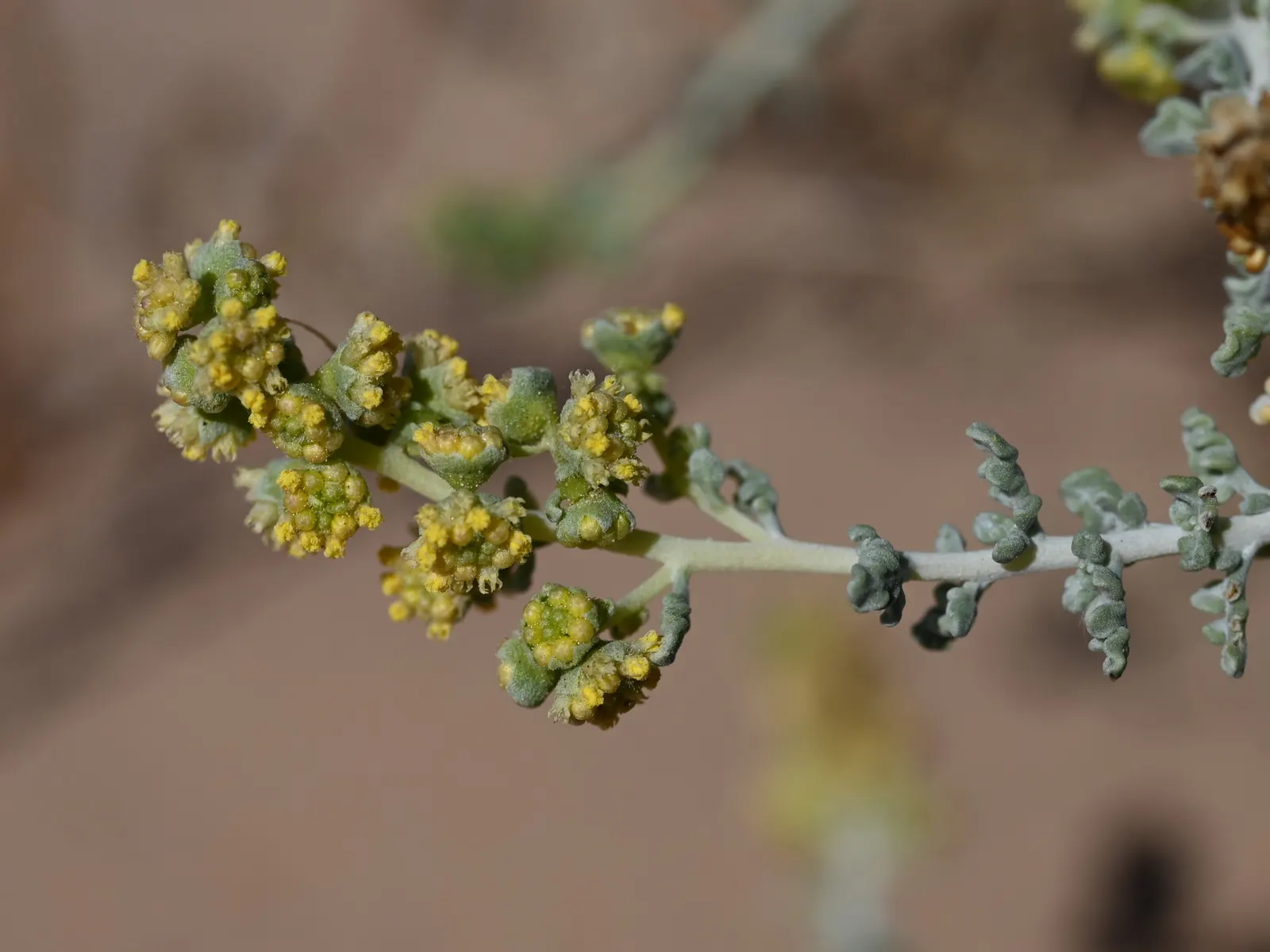 Burrobush (Ambrosia Dumosa) — meaning it has male and female flowers on separate plants; rounded profile up to 2 feet tall and spanning 4 feet wide