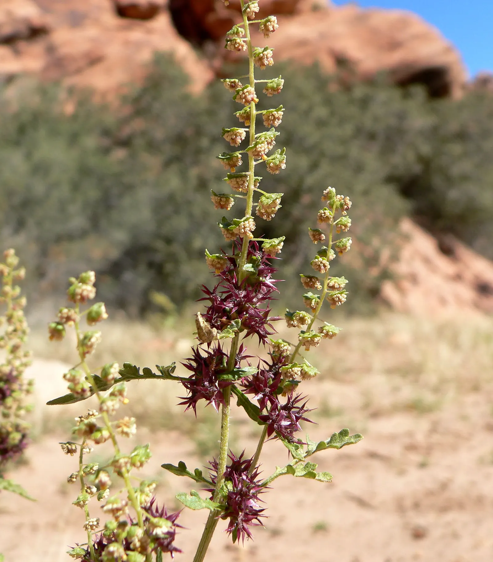 Burrobush (Ambrosia Dumosa) — shrub with red and yellow blooms; delicate texture that contrasts well against the bolder features of a landscape