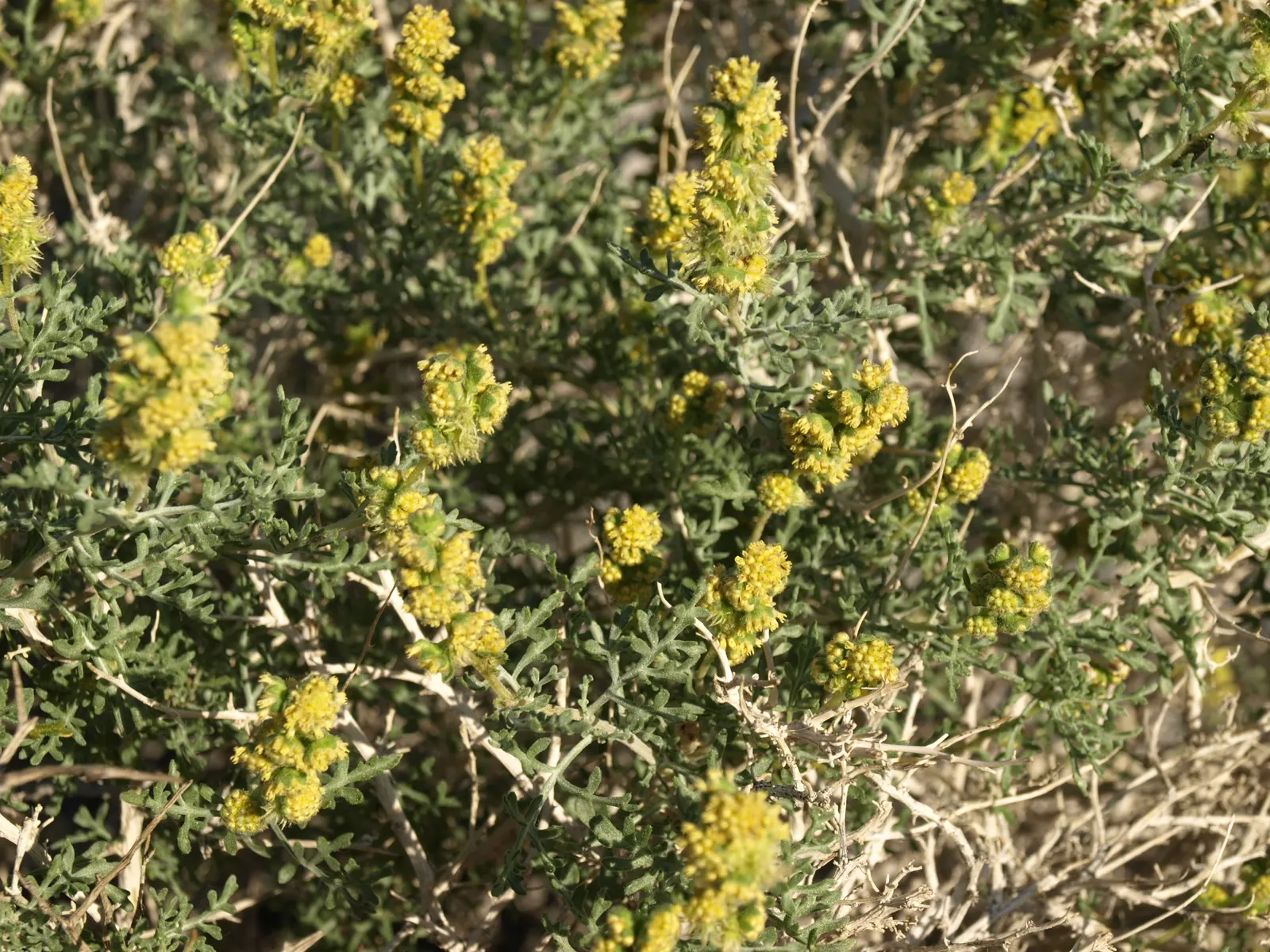 Burrobush (Ambrosia Dumosa) — delicate texture that contrasts well against the bolder features of a landscape