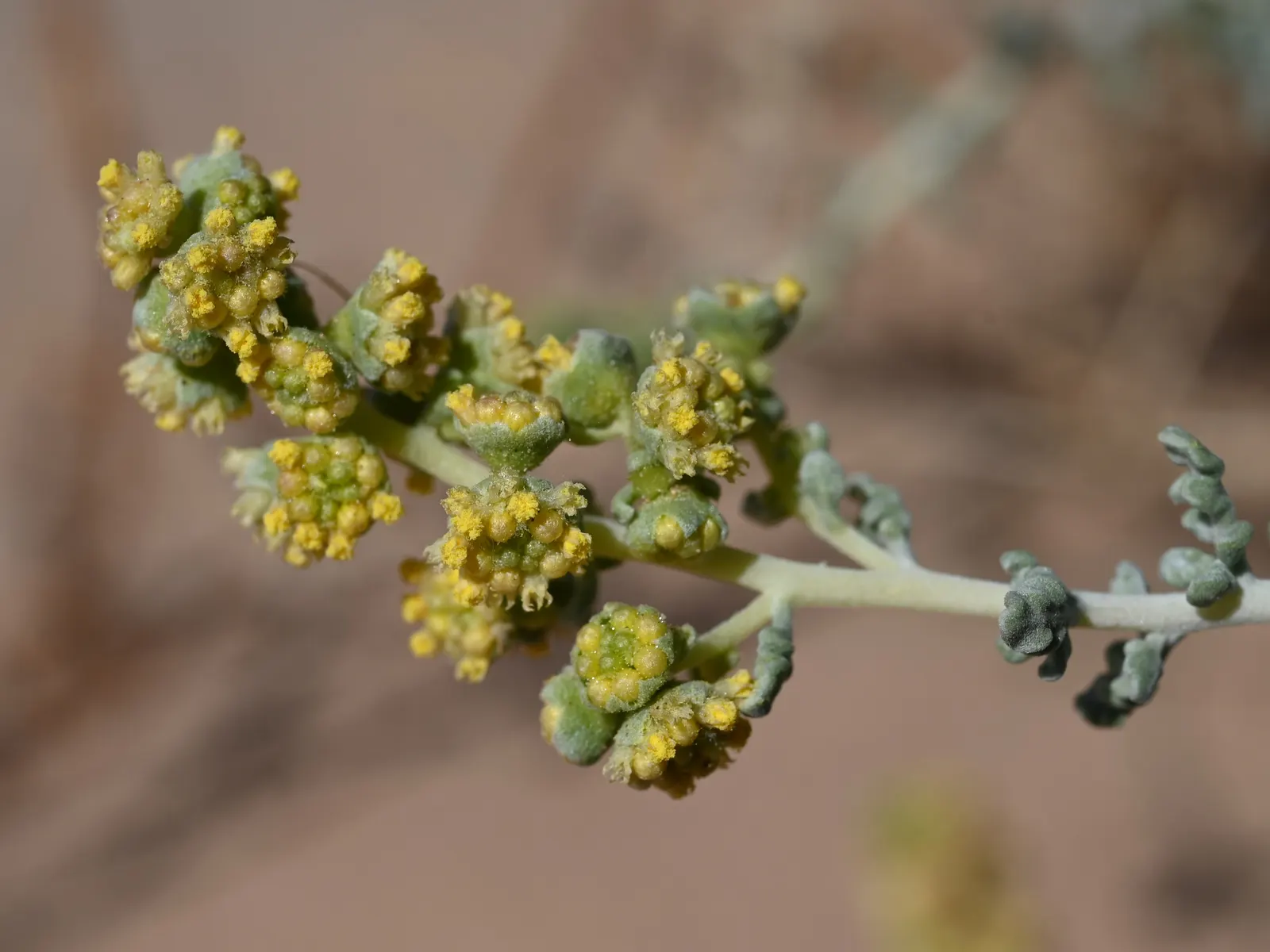 Burrobush (Ambrosia Dumosa) — rounded profile up to 2 feet tall and spanning 4 feet wide; its dense roots stabilize soil, making it ideal for xeriscaping