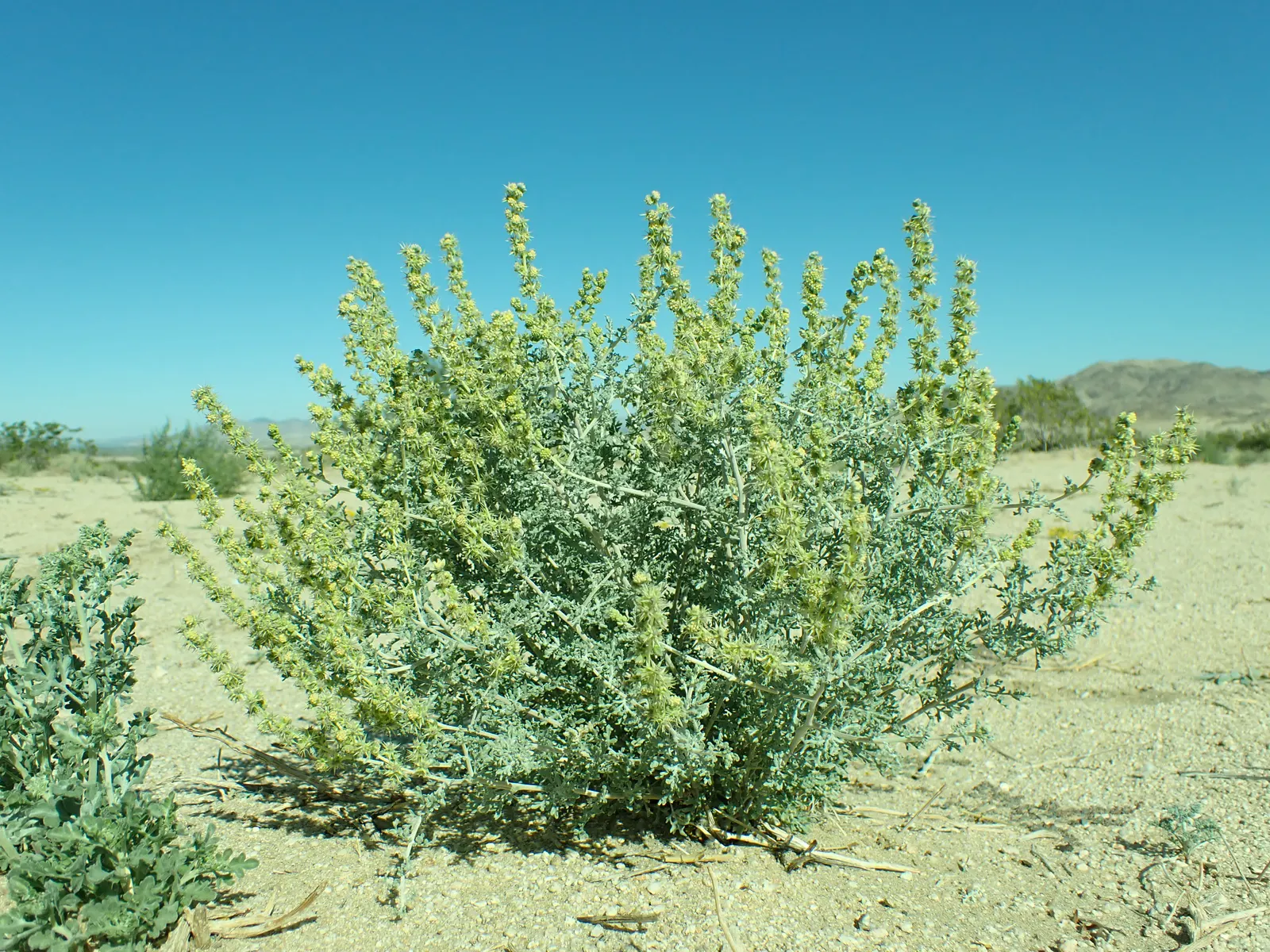 Burrobush (Ambrosia Dumosa) — and requires a male and female plant in proximity for seed production.<br><br>For landscape design; adapted to thrive in USDA