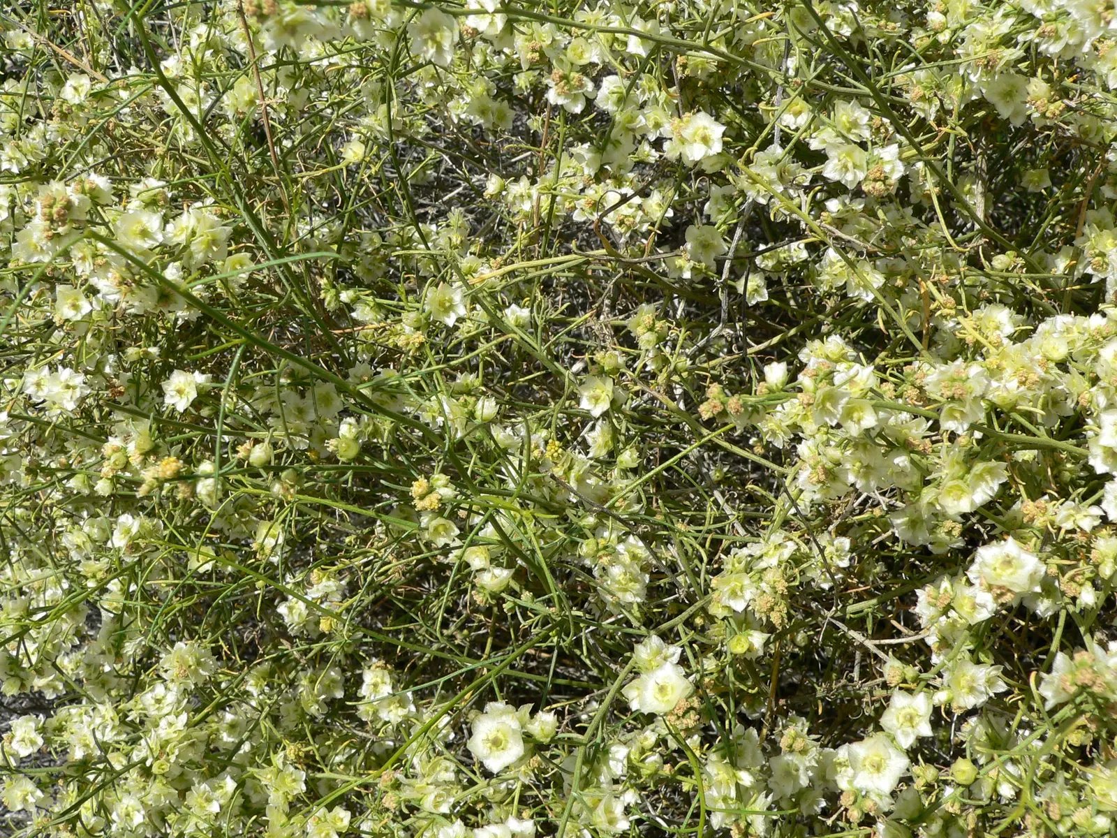 Burrobush (Ambrosia Dumosa) — red and yellow flowers in the garden; it's highly adapted to desert climes, requiring minimal water post-establishment