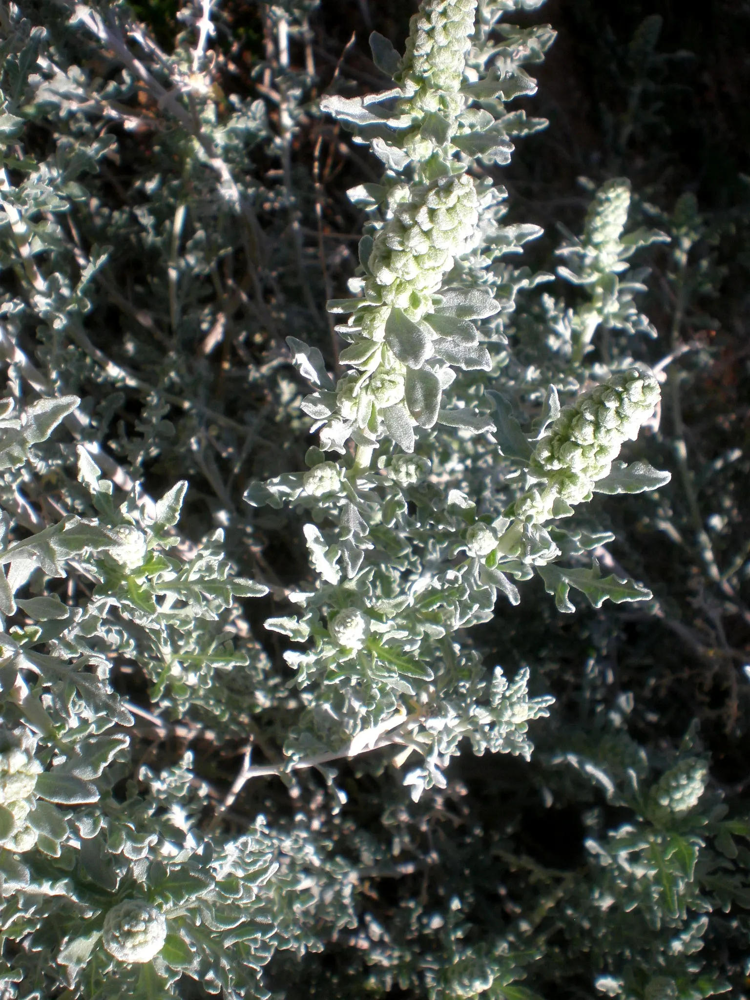 Burrobush (Ambrosia Dumosa) — delicate texture that contrasts well against the bolder features of a landscape; is a perennial shrub native to the arid deserts