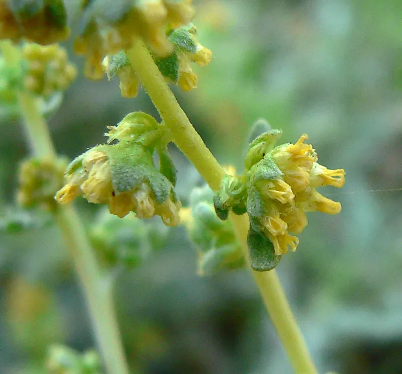 Burrobush (Ambrosia Dumosa) — It's highly adapted to desert climes, requiring minimal water post-establishment; red and yellow flowers in the garden
