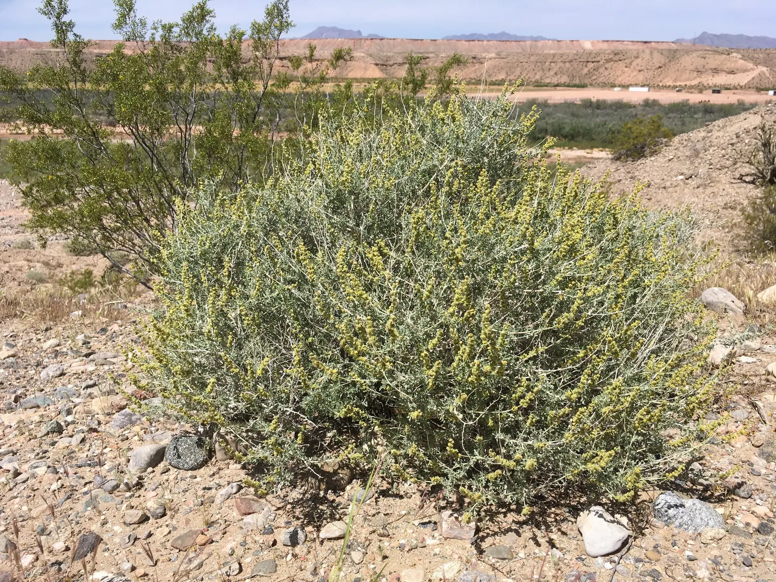 Burrobush (Ambrosia Dumosa) — the Burrobush presents an airy
