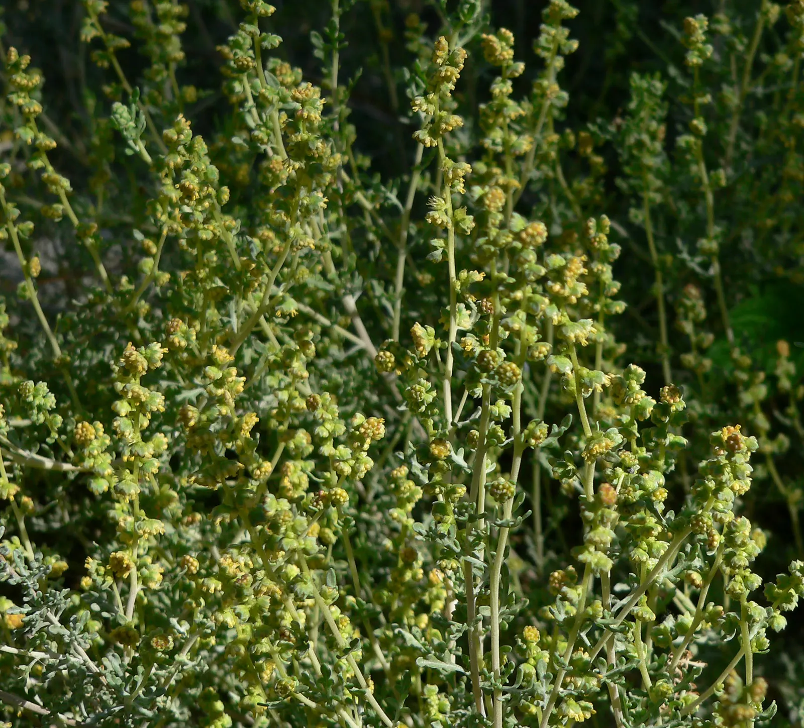 Burrobush (Ambrosia Dumosa) — shrub for full; as it produces little to no airborne pollen