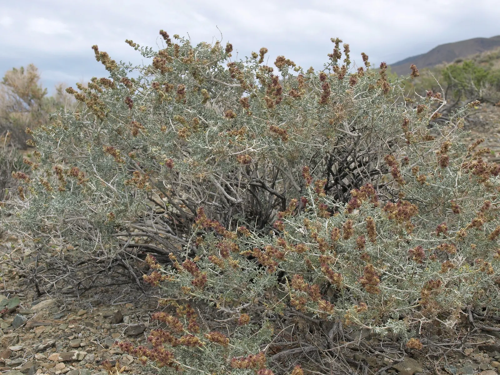 Burrobush (Ambrosia Dumosa) — Distinctive for its allergenic pollen, placement should consider potential sensitivities