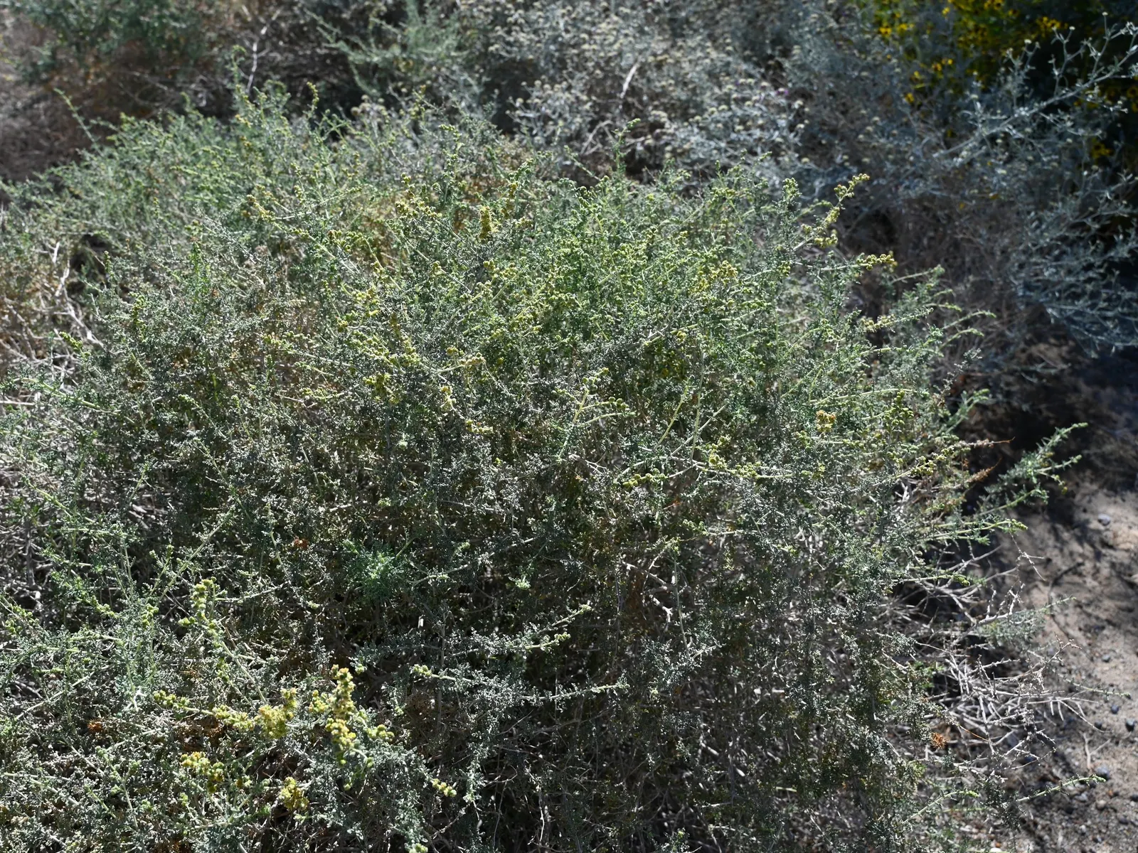Burrobush (Ambrosia Dumosa) — meaning it has male and female flowers on separate plants
