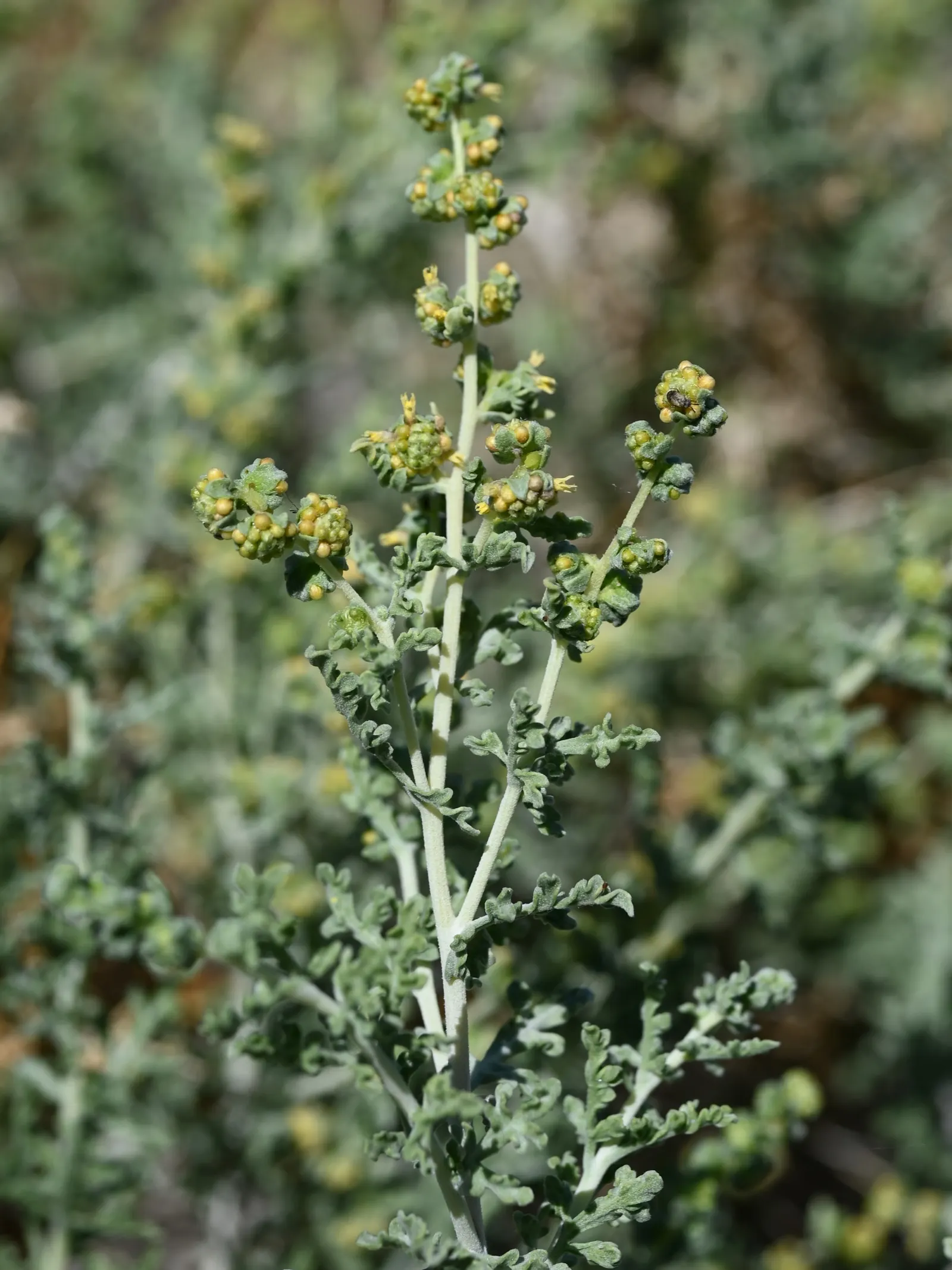 Burrobush (Ambrosia Dumosa) — This deciduous shrub features fine, gray-green foliage with inconspicuous blooms
